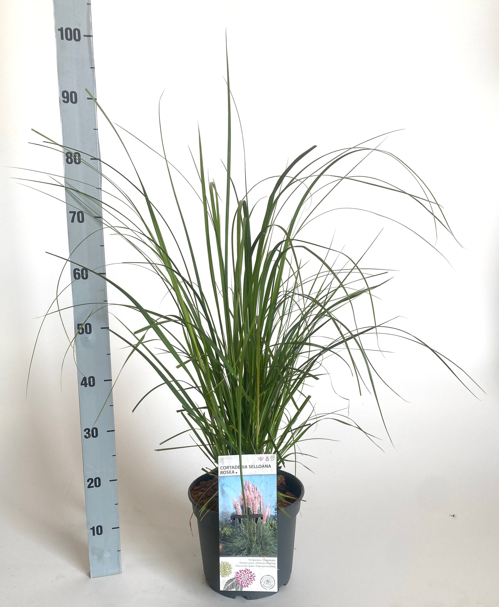 Cortaderia selloana 'Rosea', D 23