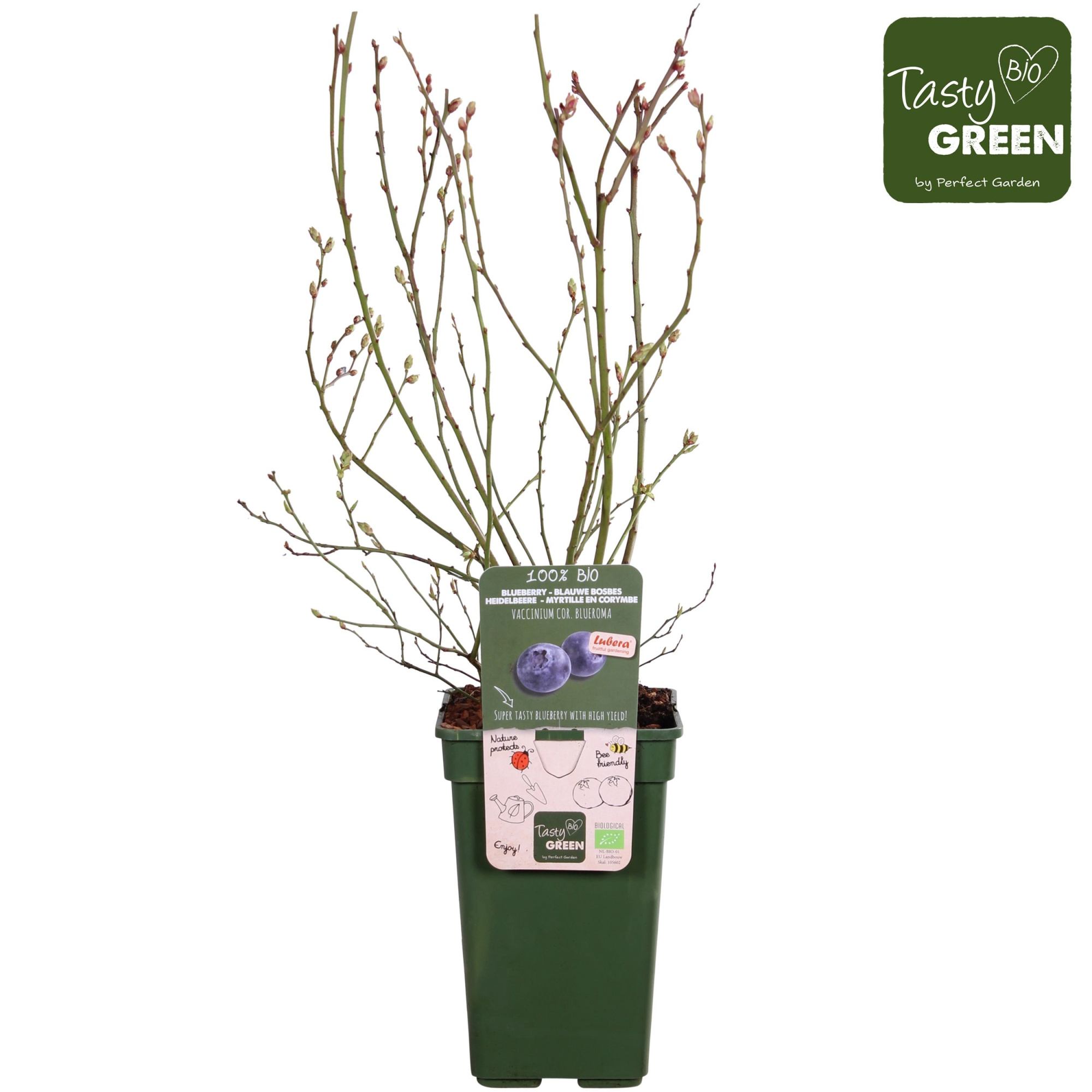 Vaccinium corymbosum 'Blueroma'® Bio P19, D 19