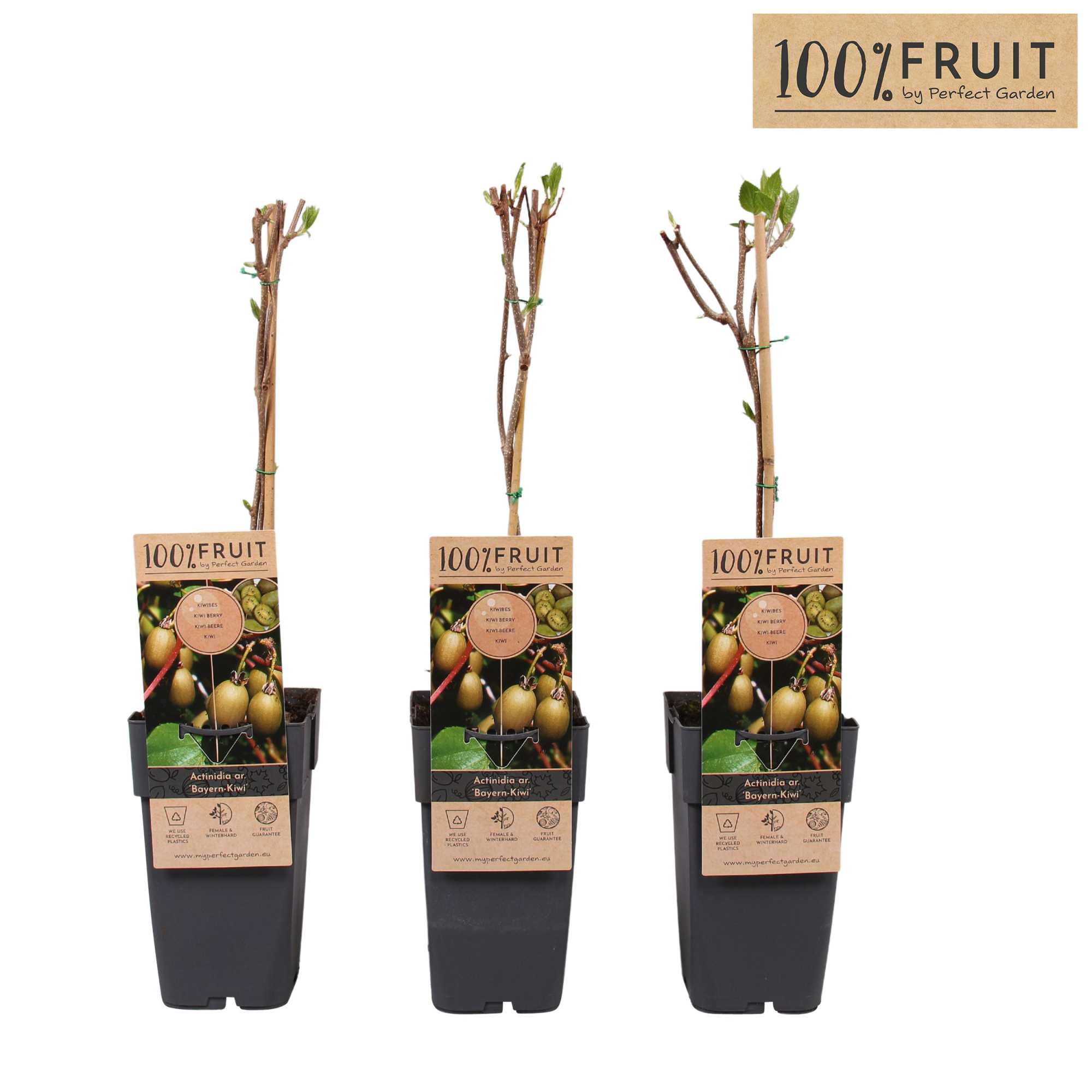 Actinidia arguta Bayern Kiwi P15, D 15