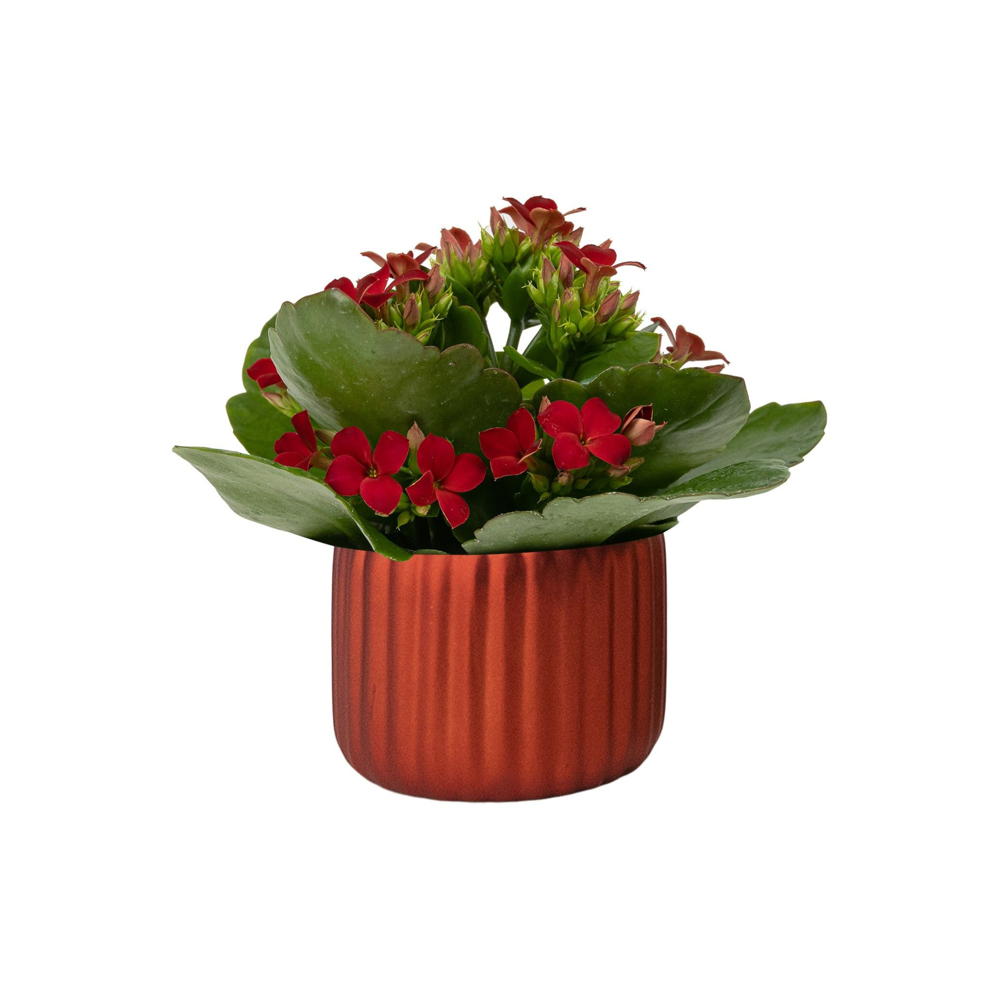 Vertical Red with Kalanchoe, D 6