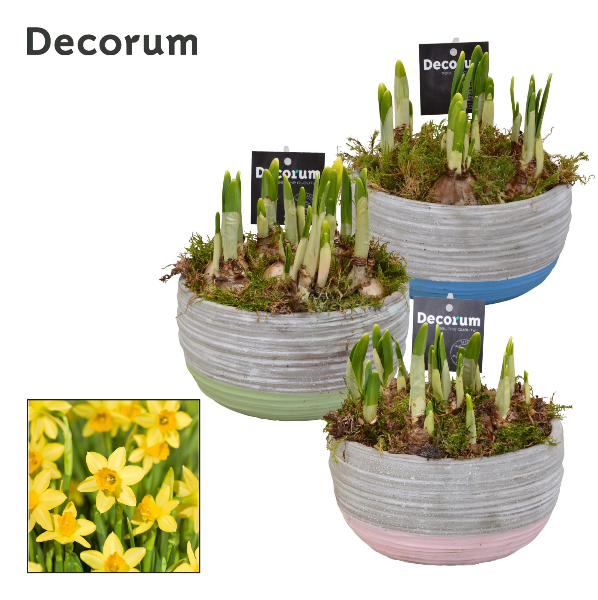 Narcis Pastel Schaal GM HL19497, D 16