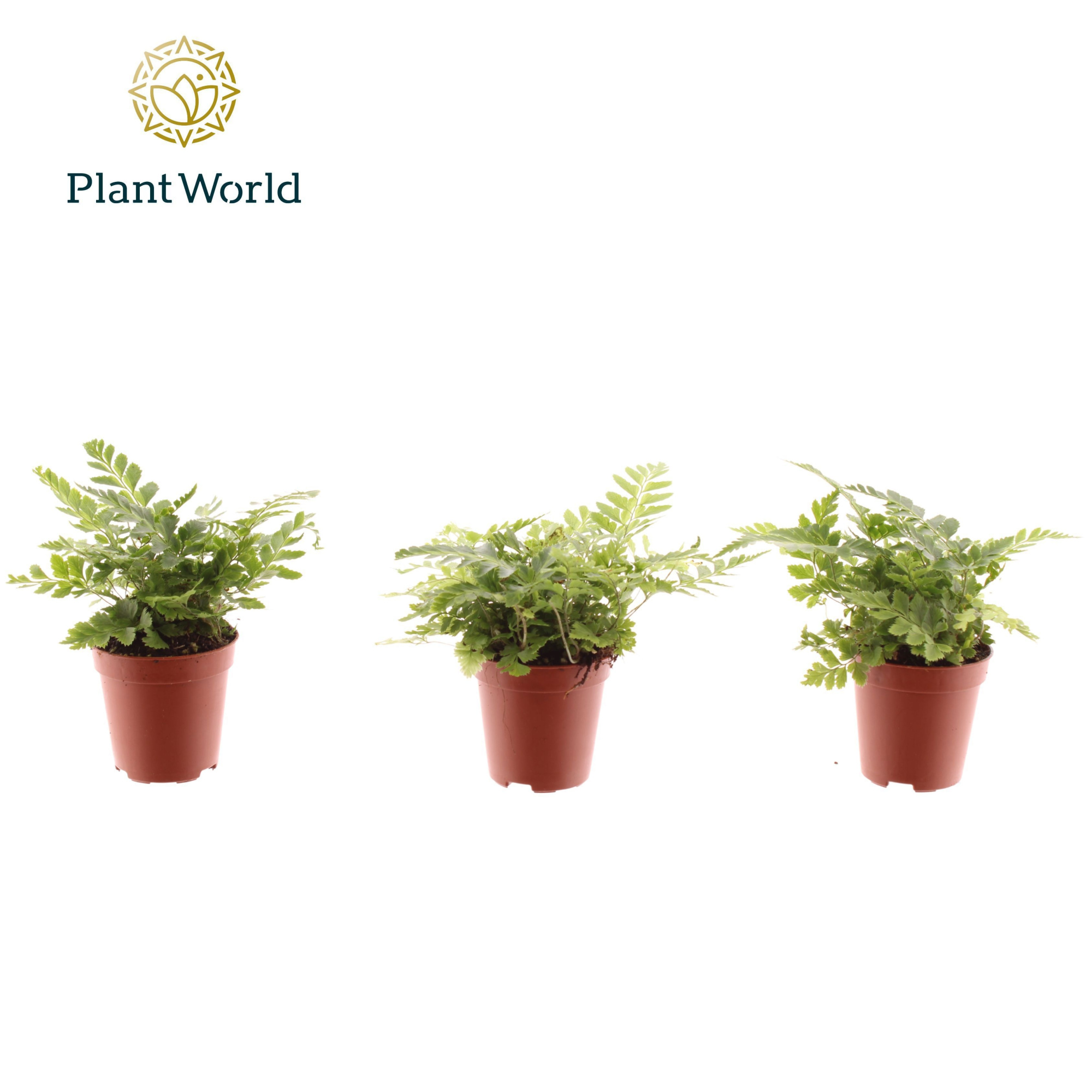 Tiny Rumohra Adiantiformis 'Variegata', D 5,5