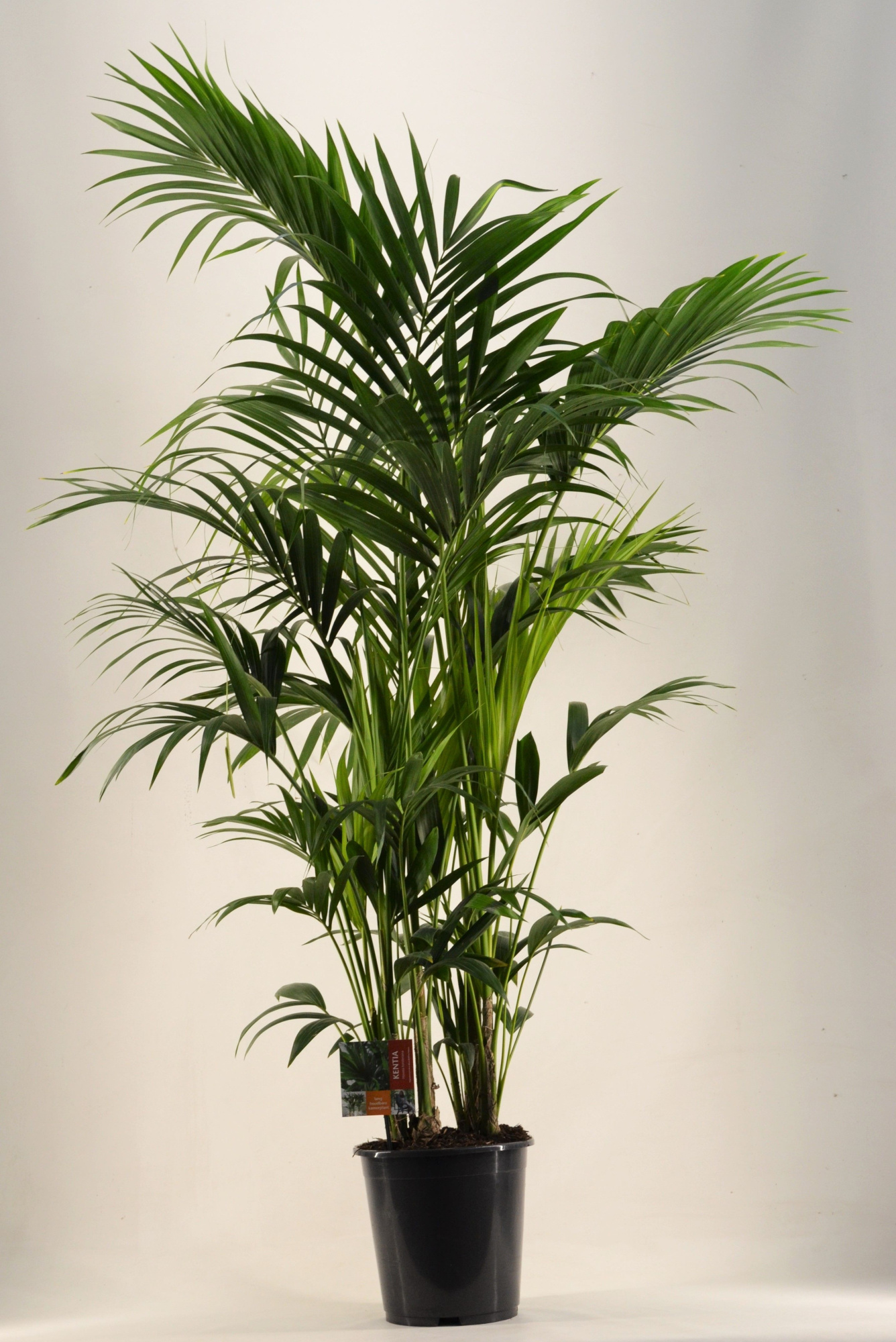 KENTIA - P27 H190 - 12PP (Howea forsteriana), D 27
