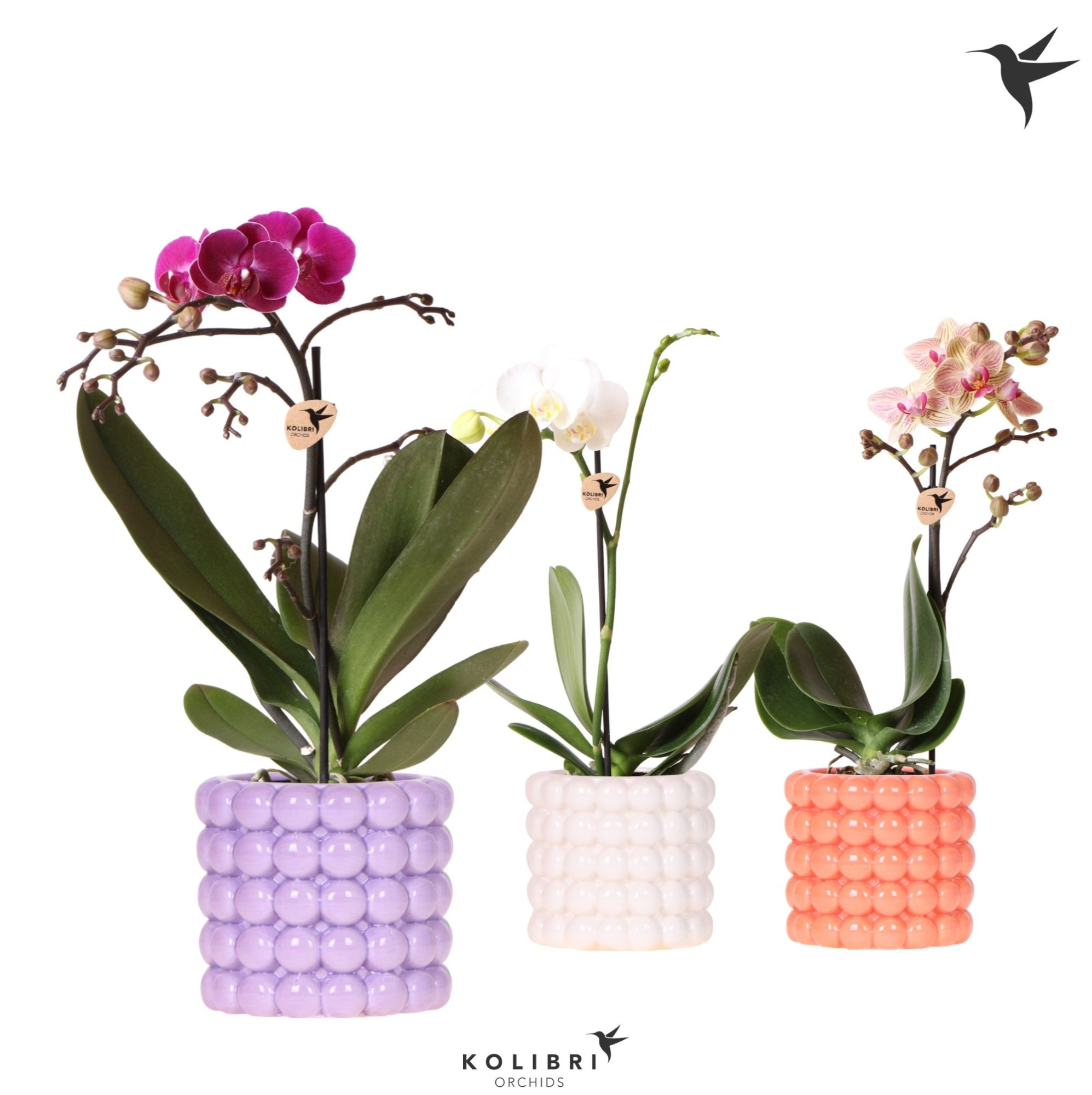 Kolibri Orchids Phalaenopsis mix 1 spike in Poppy pot mix, D 9