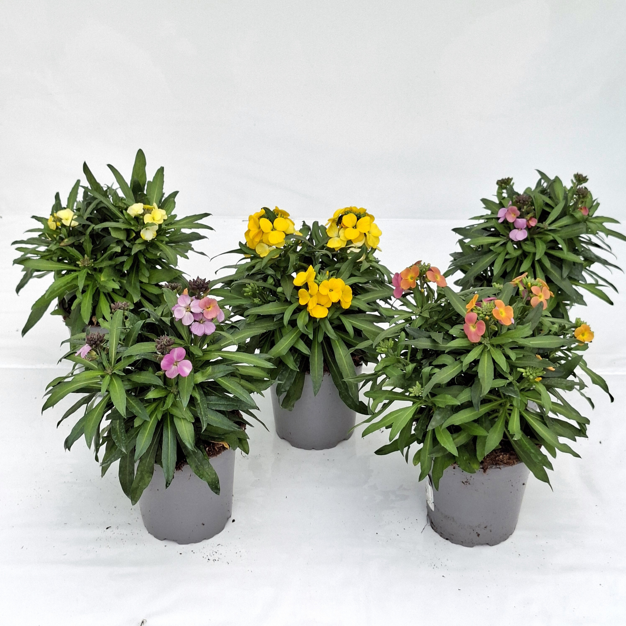 Erysimum 'Glow', D 12