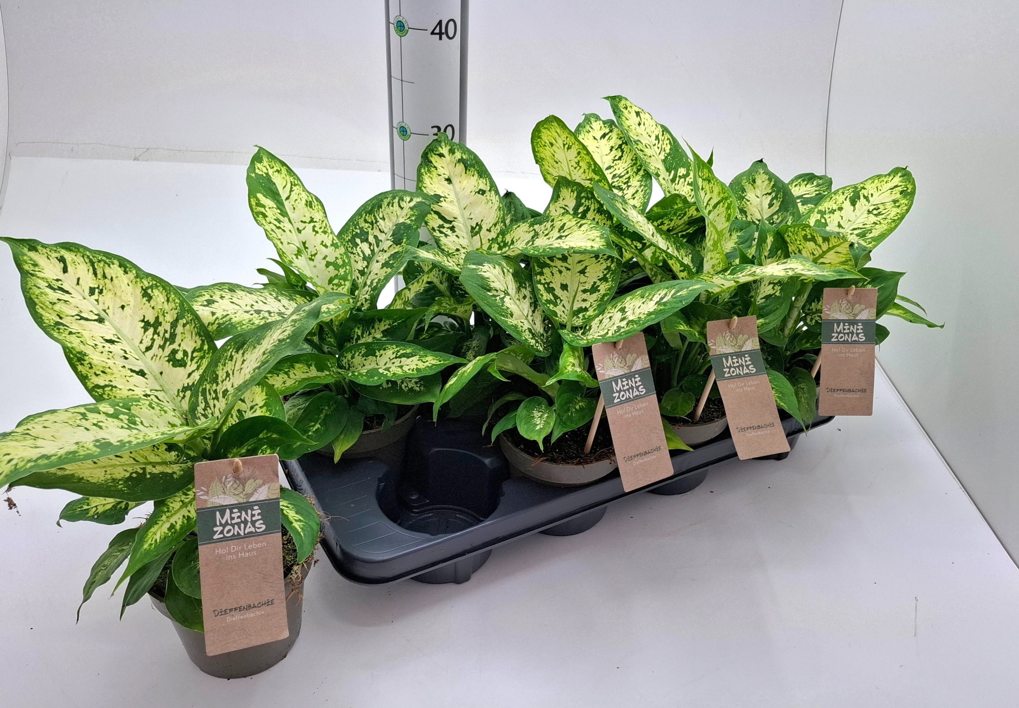 Dieffenbachia ;Compacta', D 13