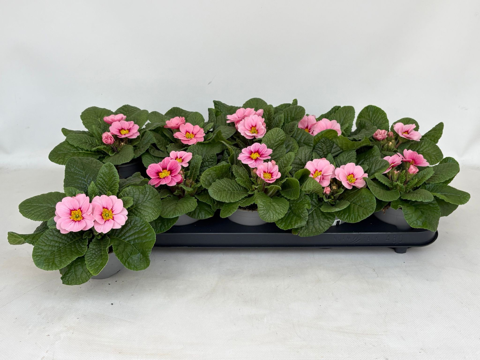 Primula Aucalis Apple Blossom, D 10,5