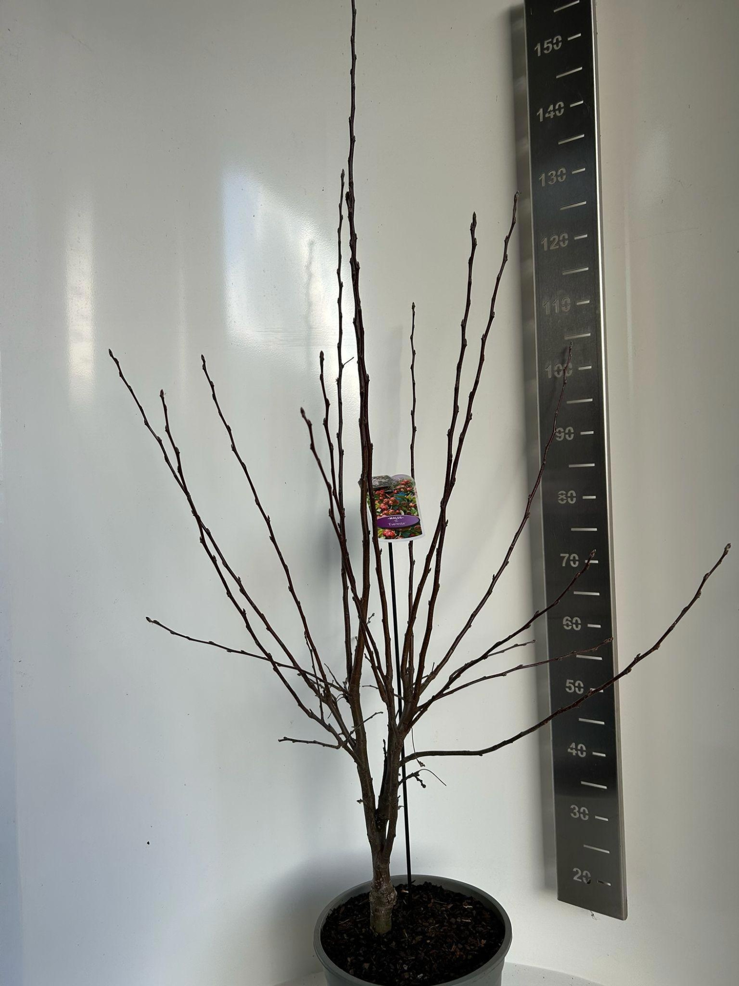 Malus 'Evereste', D 29
