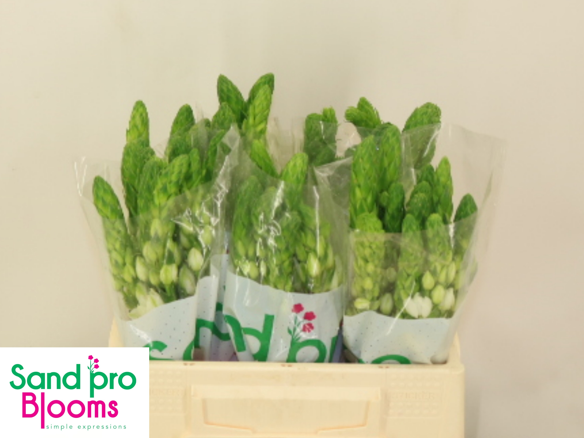 Орнитогалум Тирсоидес Милки Вэй 35, шт.