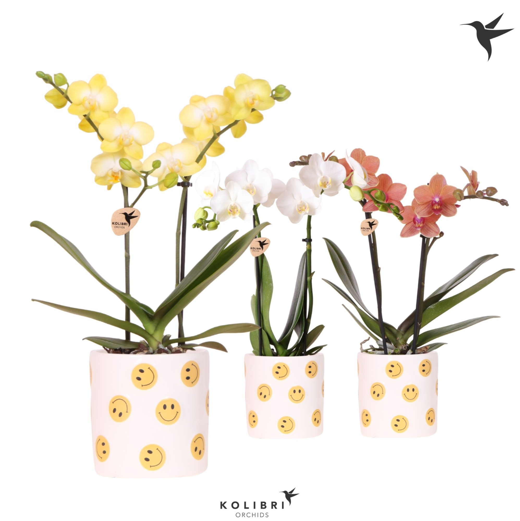 Kolibri Orchids Phalaenopsis mix 2 spike in Smiley pot, D 9