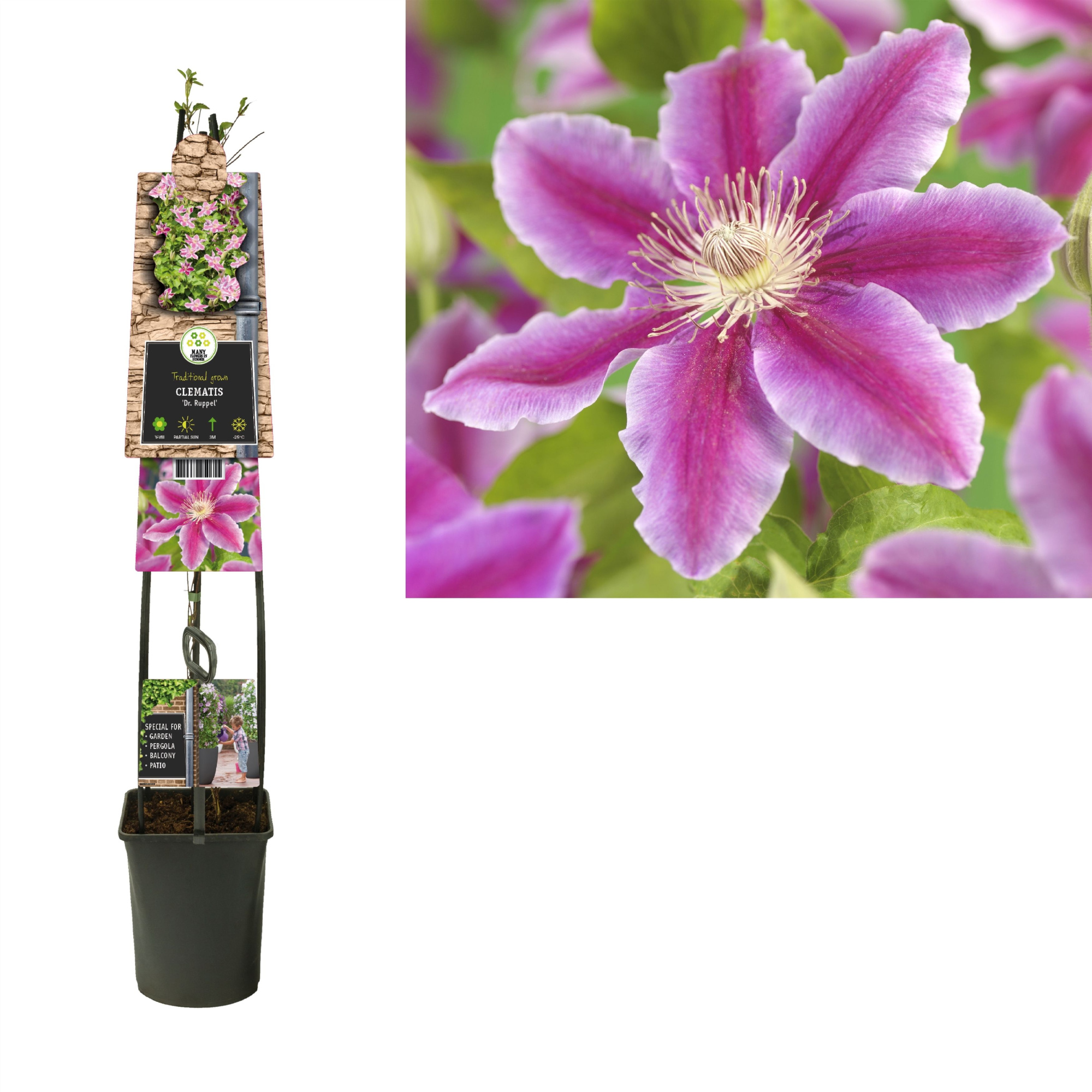 Clematis 'Dr. Ruppel' +3.0 label, D 23