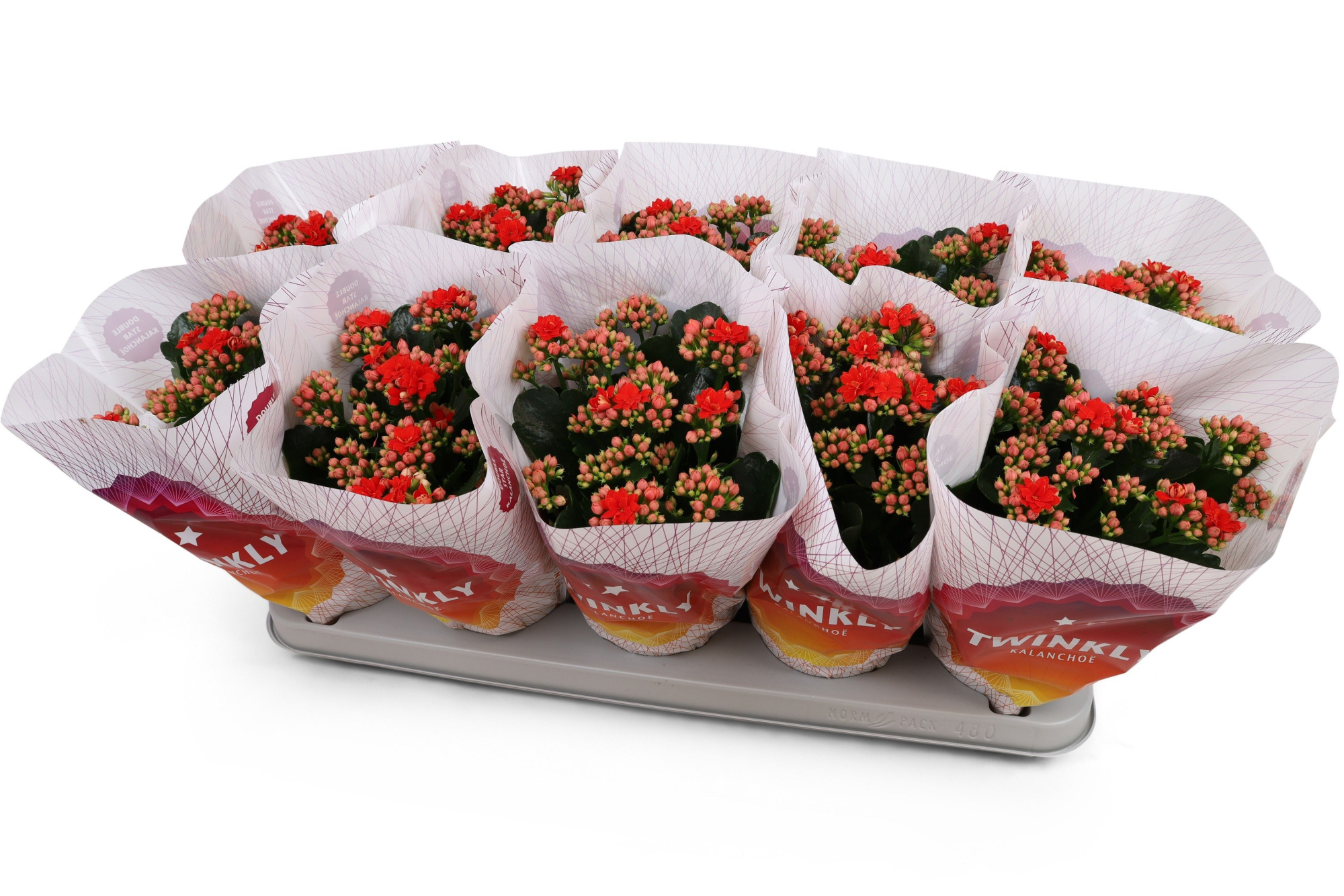 Kalanchoë Perfecta Red Twinkly hoes, D 12