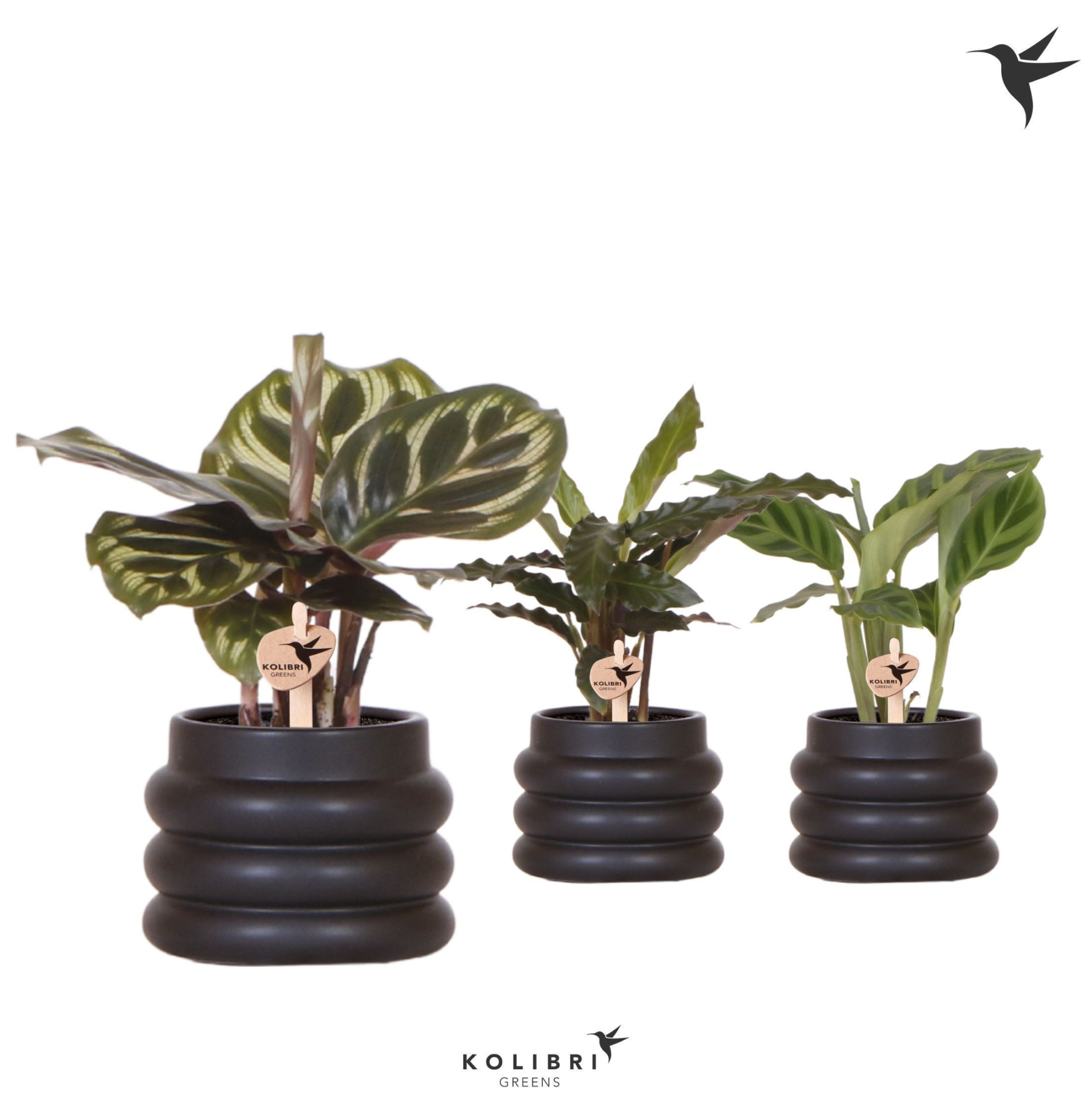 Kolibri Greens Calathea mix in Bubble pot black, D 6