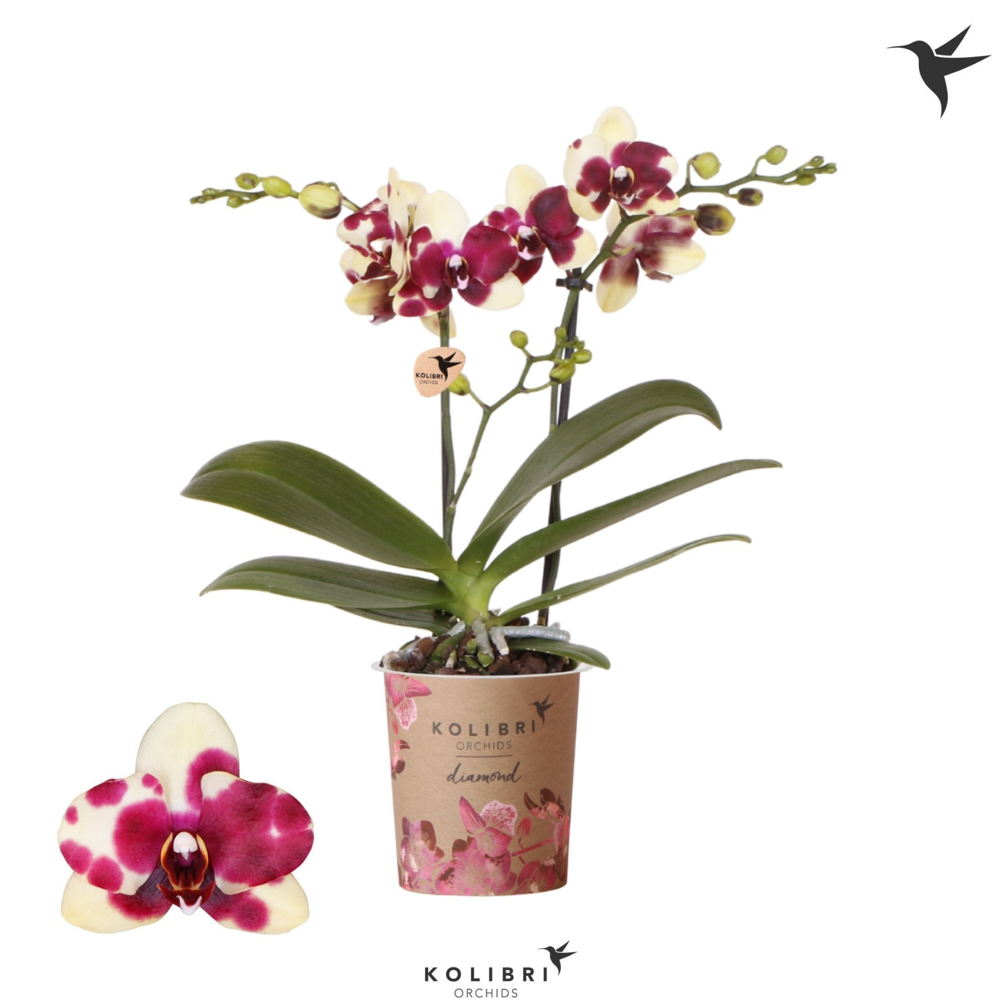 Kolibri Orchids Phalaenopsis Diamond Catania 2 spike, D 9