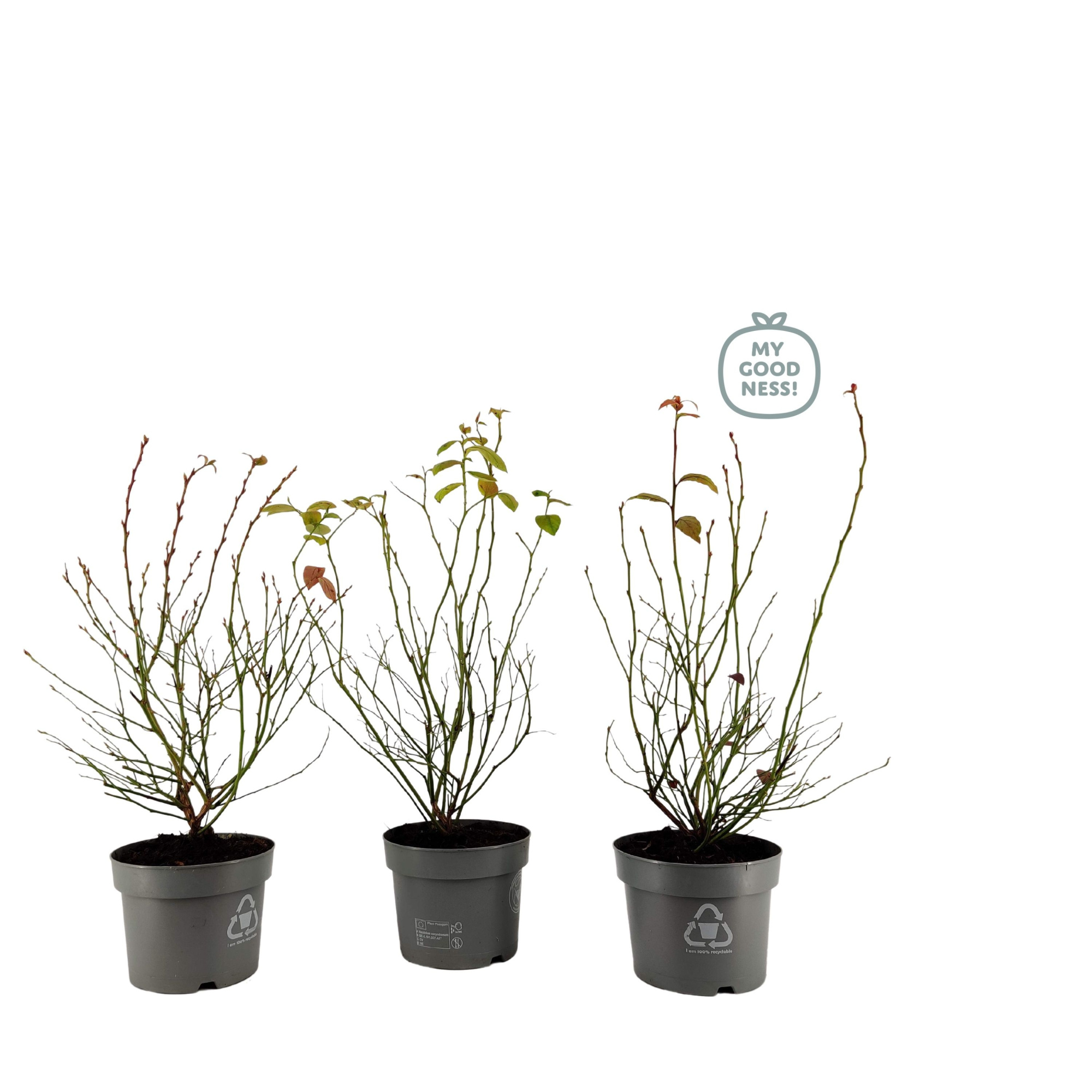 Vaccinium 20cm /2 liter 'Mix CC', D 17