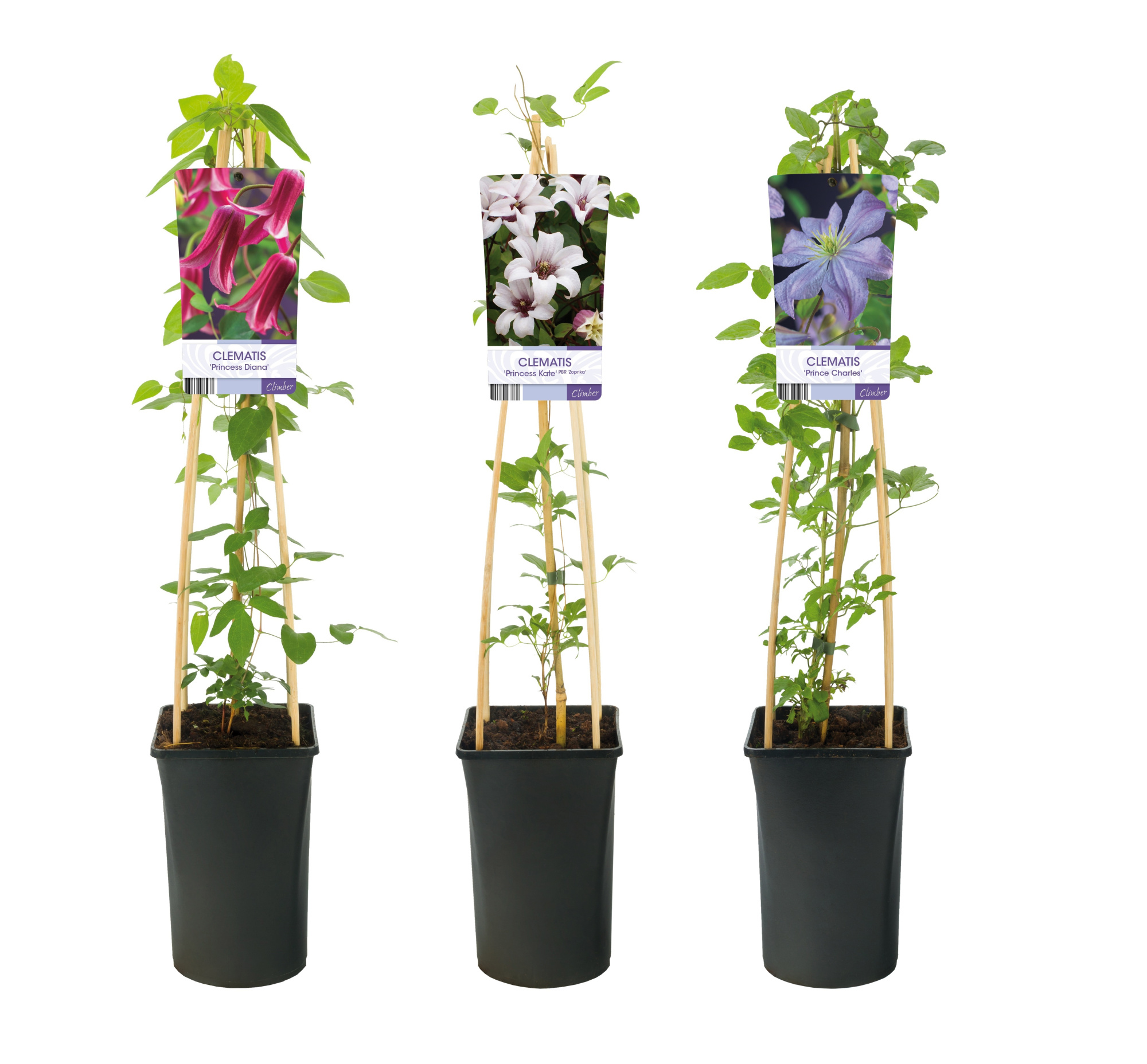 Mixtray Clematis Royals +light label, D 17