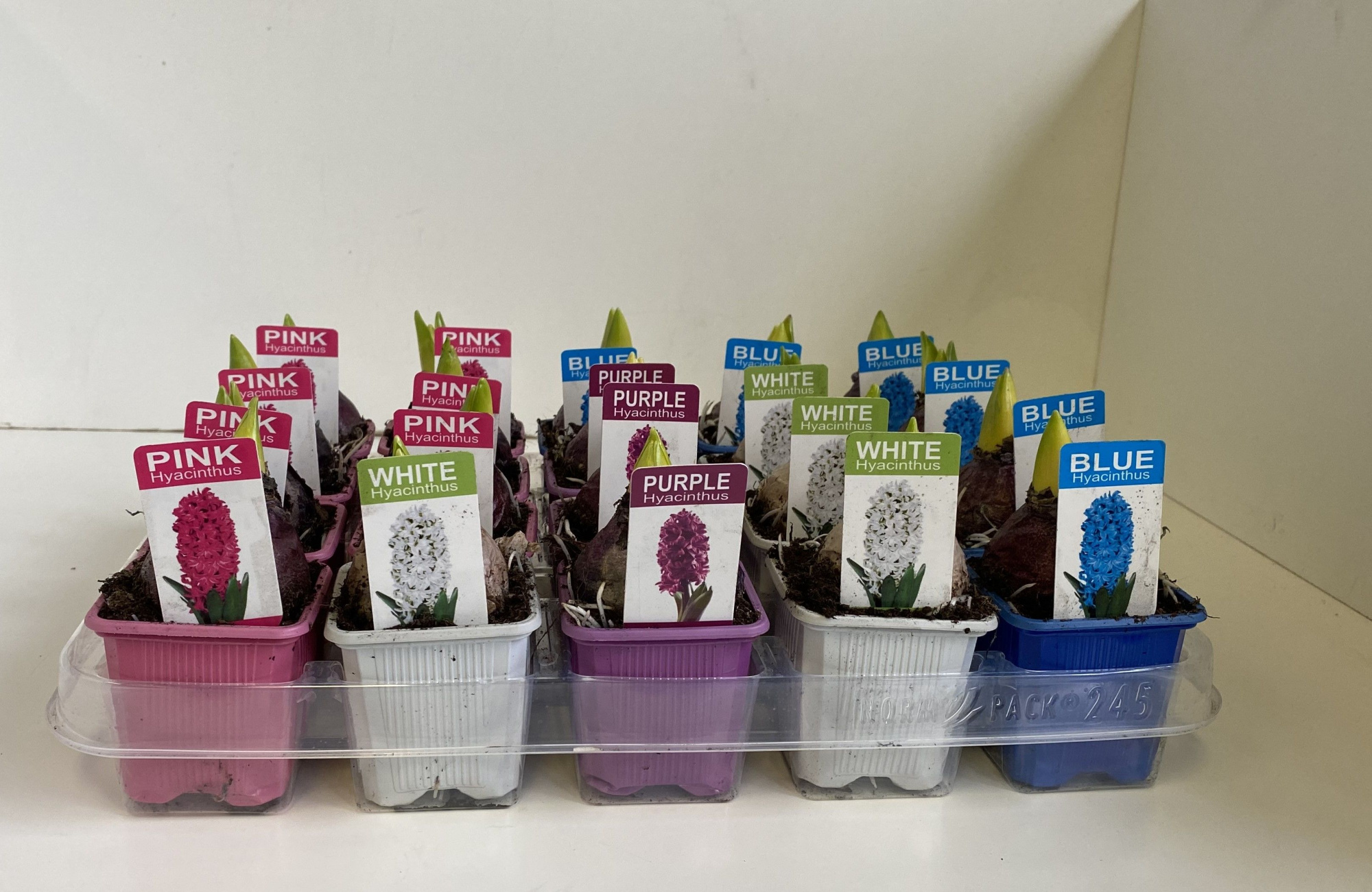 7 cm Hyacint gemengd met etiket, D 7