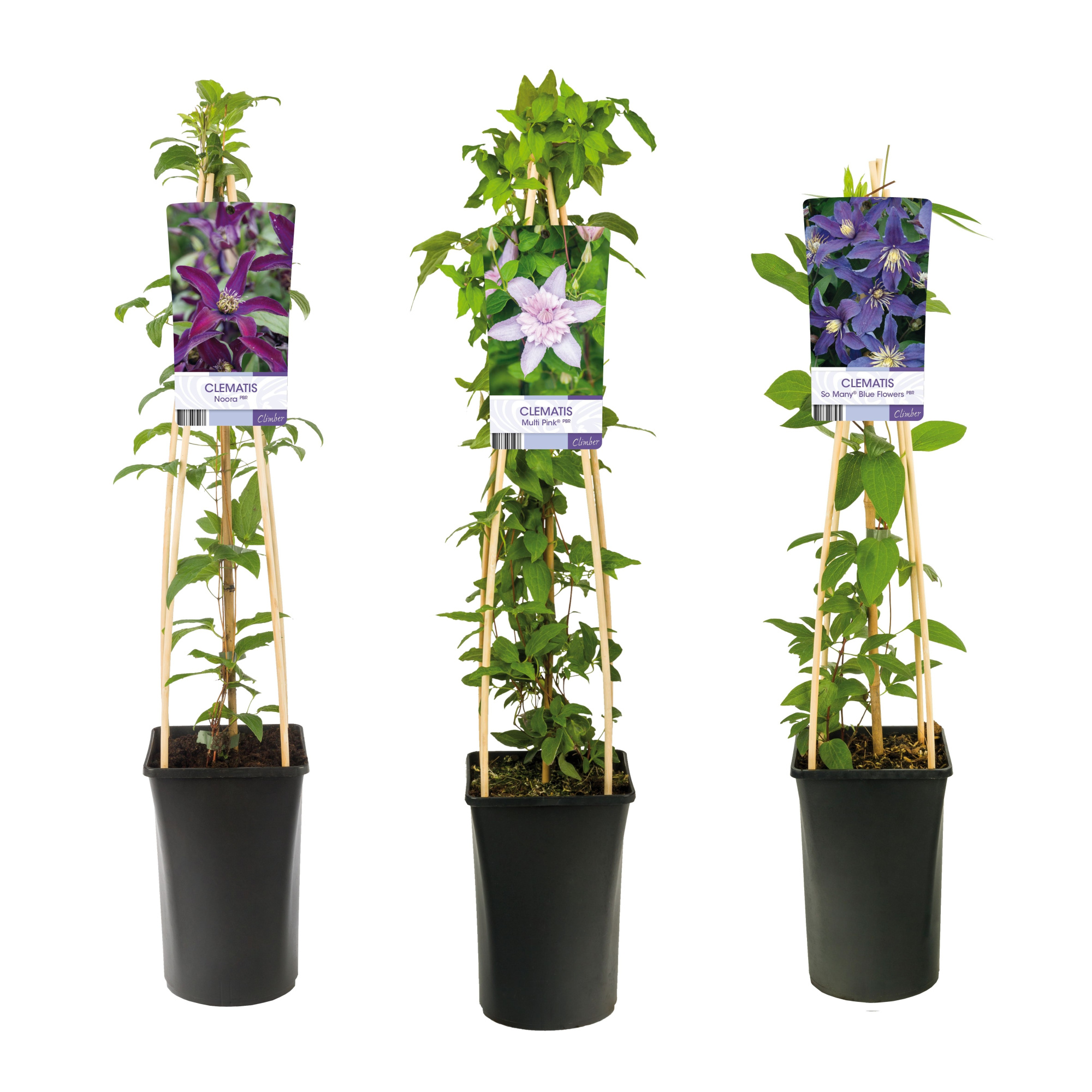 Mixtray Clematis exclusive varieties +light label, D 17