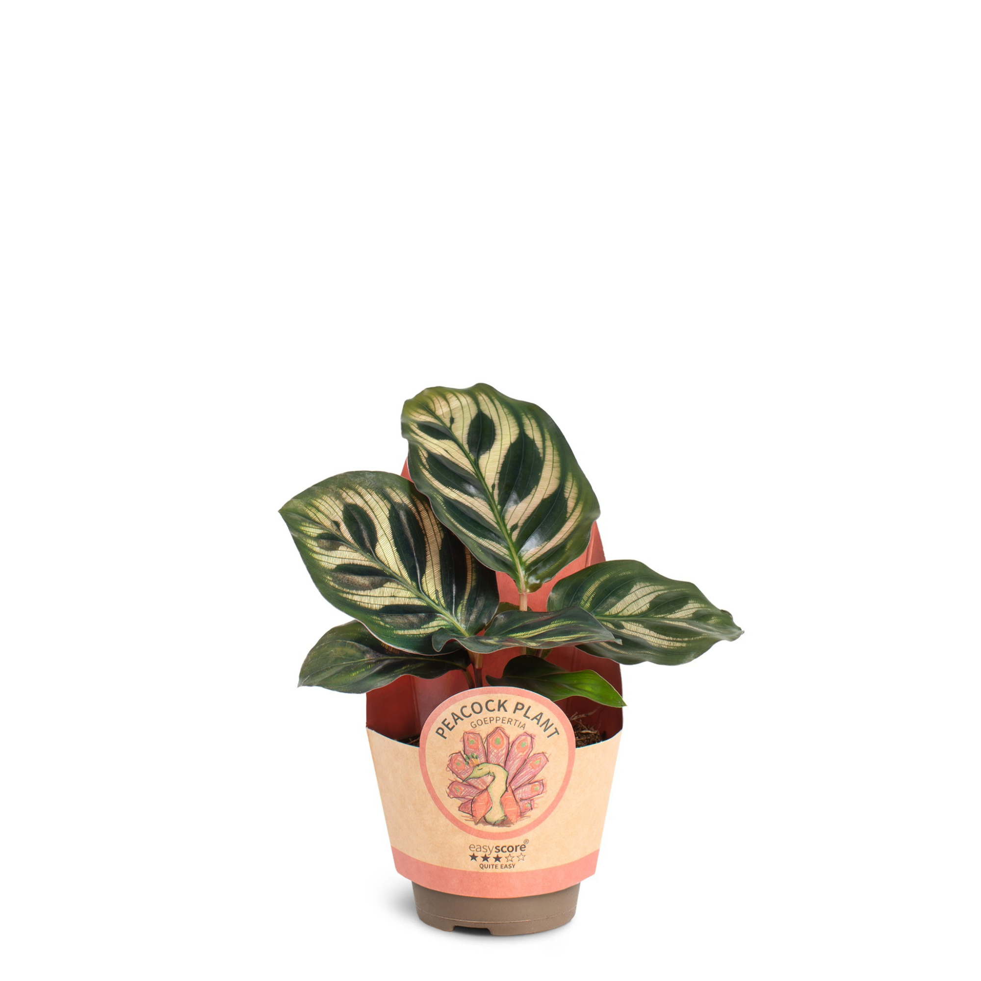 Calathea Makoyana, D 6