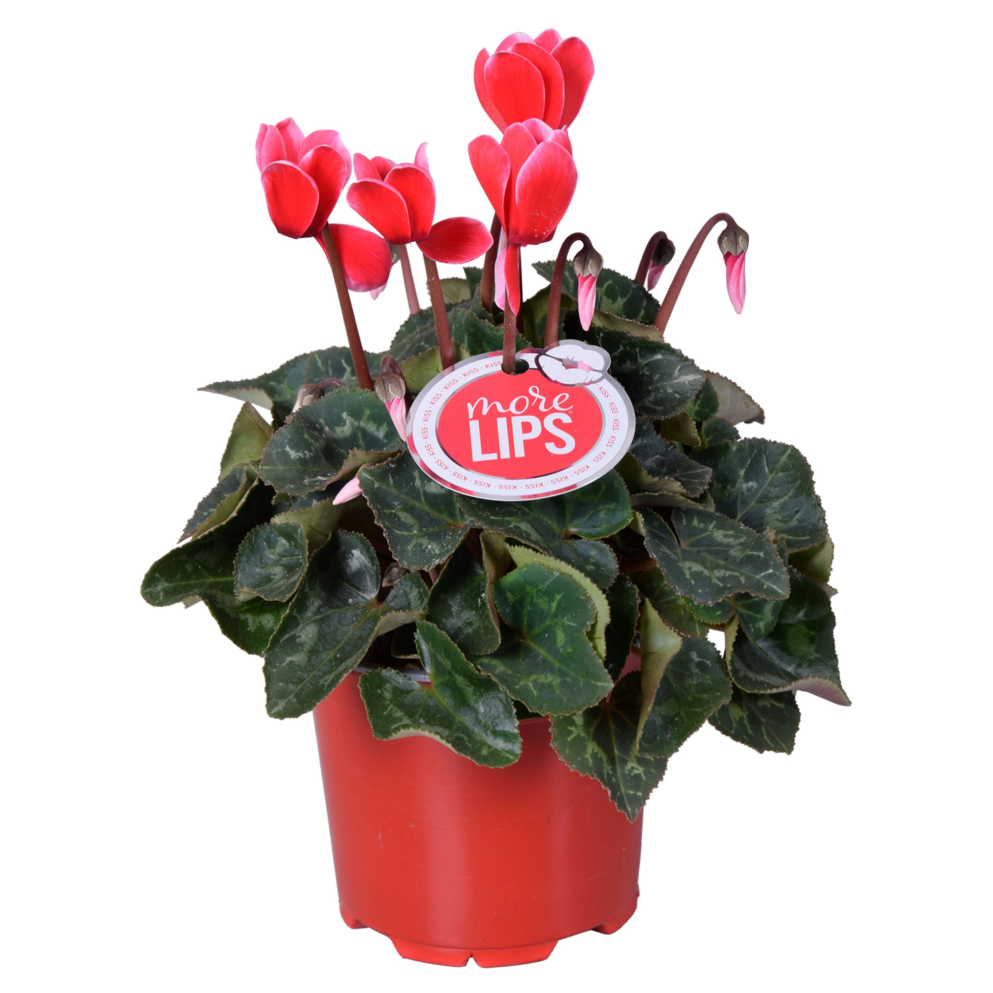 MoreLIPS® Cyclamen Fuji red, D 12