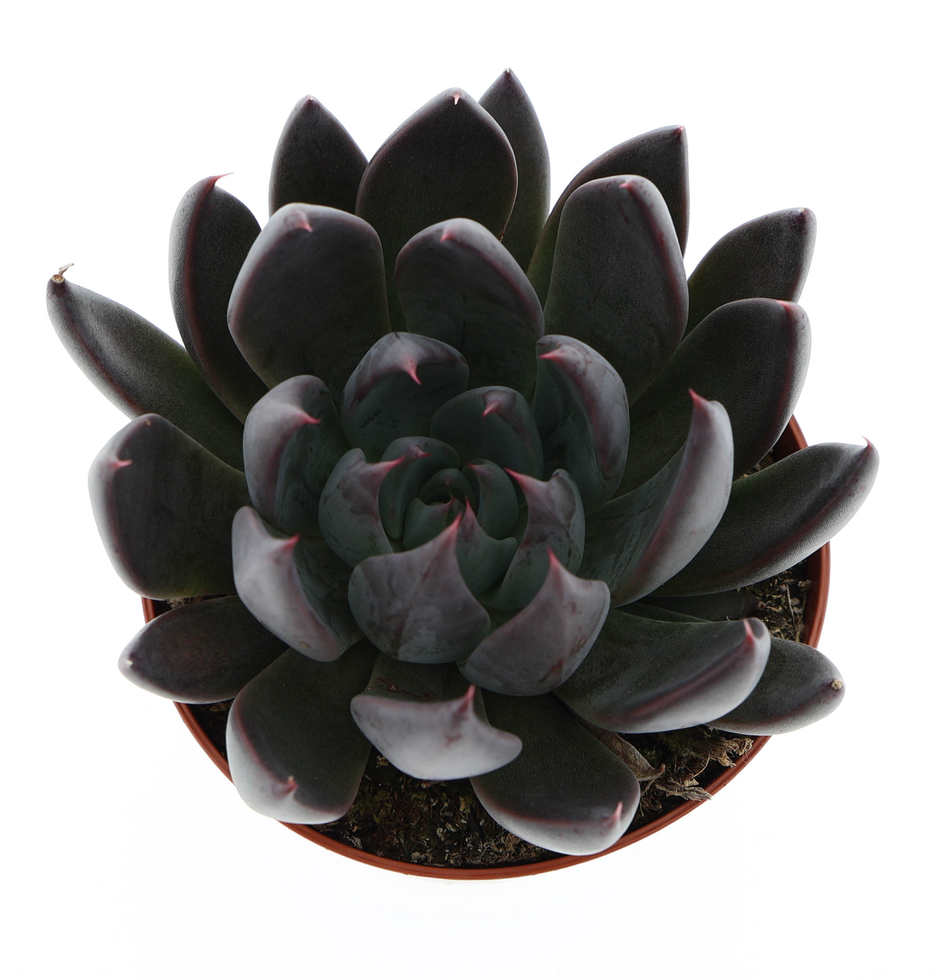 Echeveria affines, D 8,5