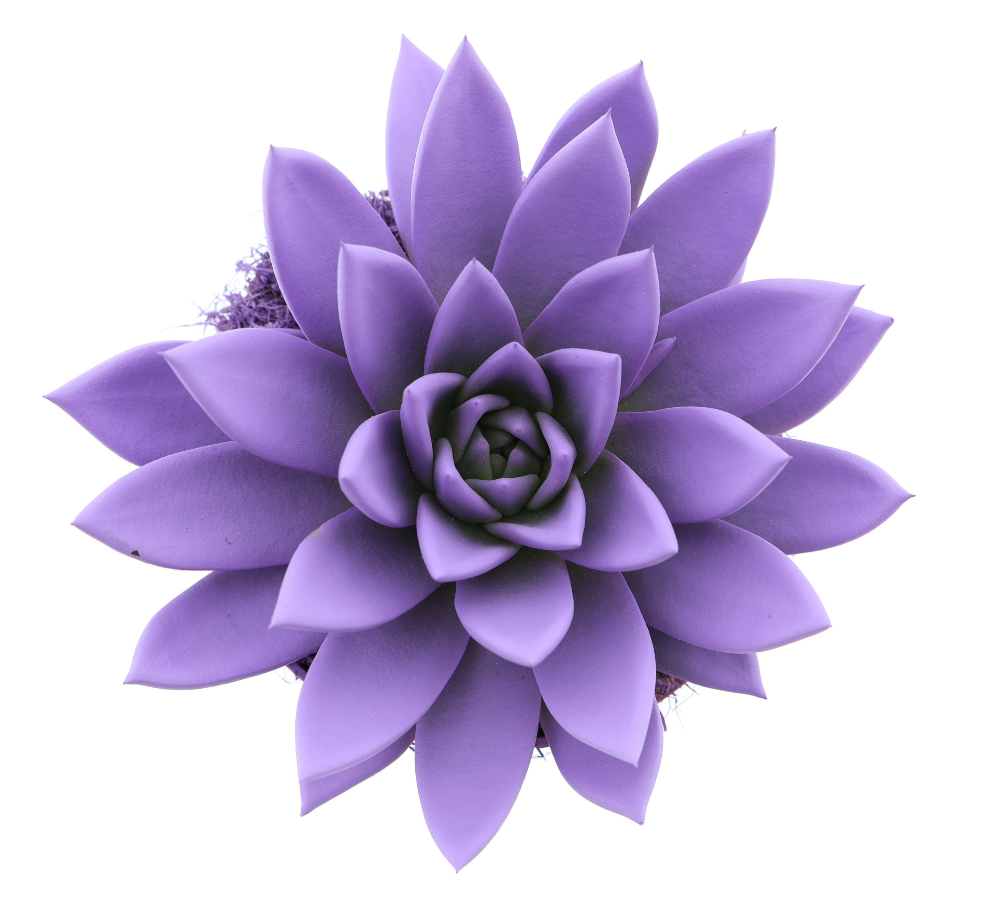 Rainbow purple, D 12