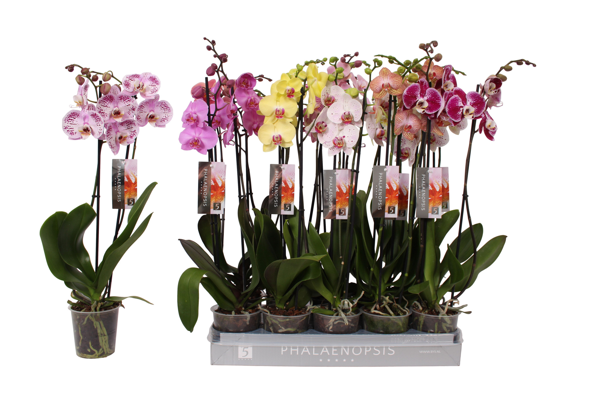 Phalaenopsis 7 color mix, 2-spike 18+, D 12