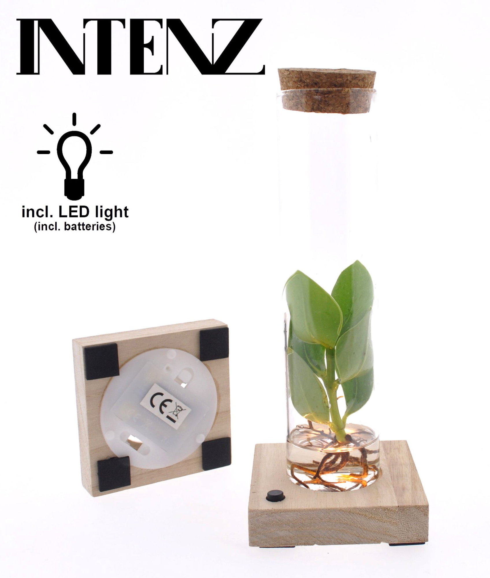 Clusia in Tube glas + LED, D 5