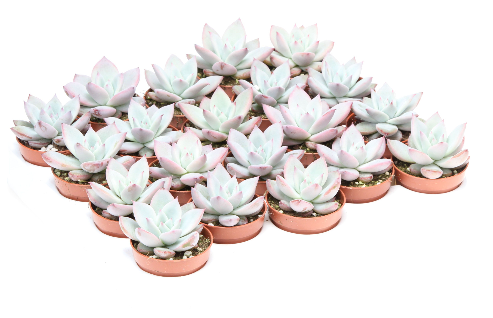 Echeveria exotica, D 5,5