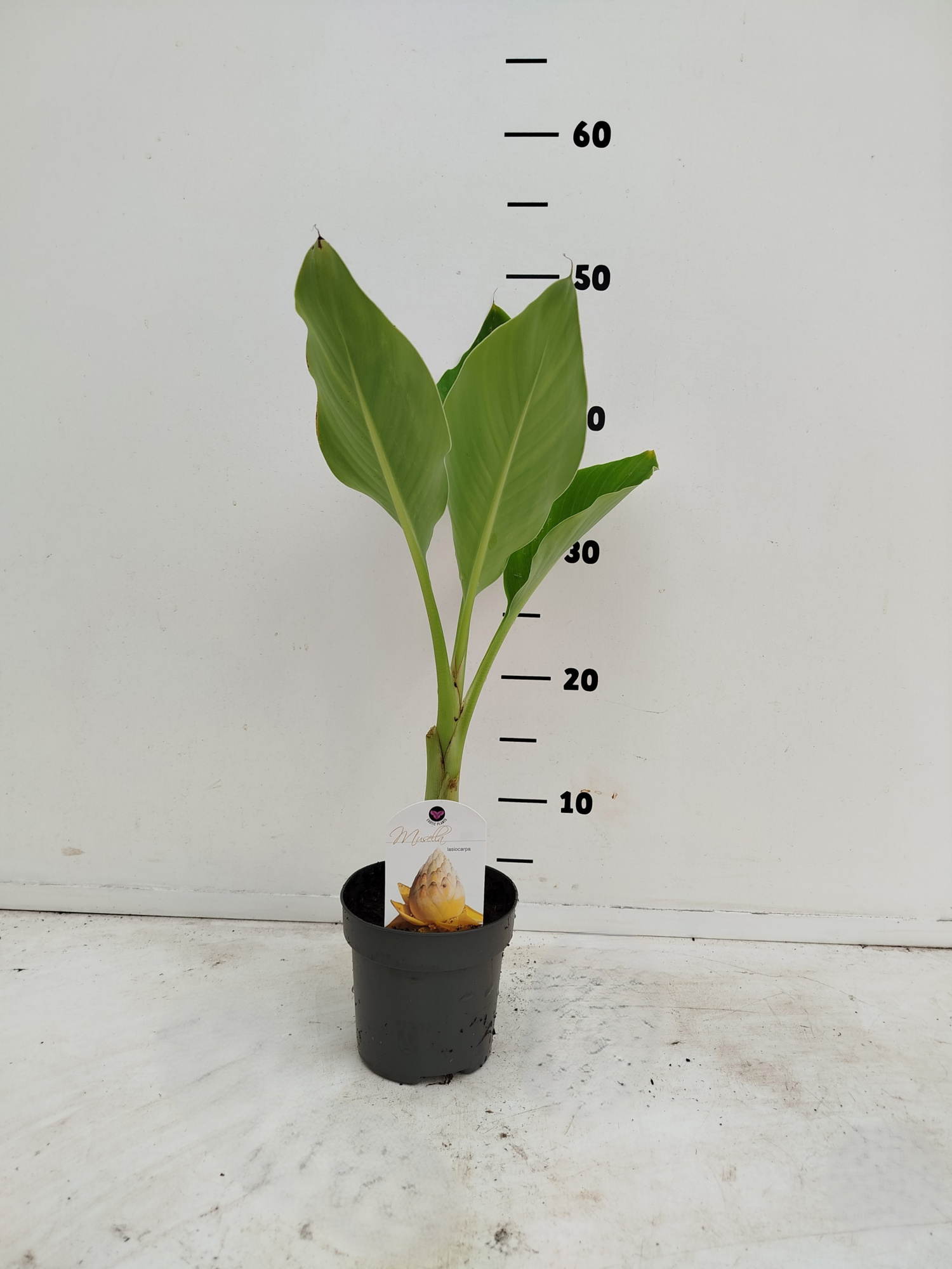 Musella lasiocarpa, D 12