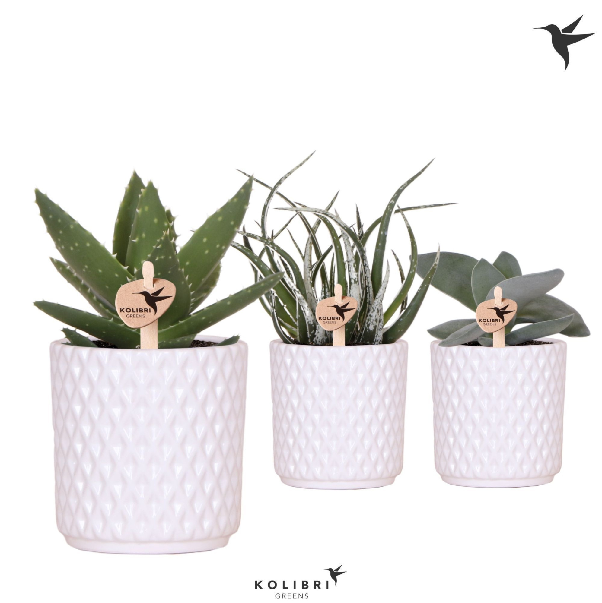 Kolibri Greens Succulenten mix in Diamond pot white, D 9