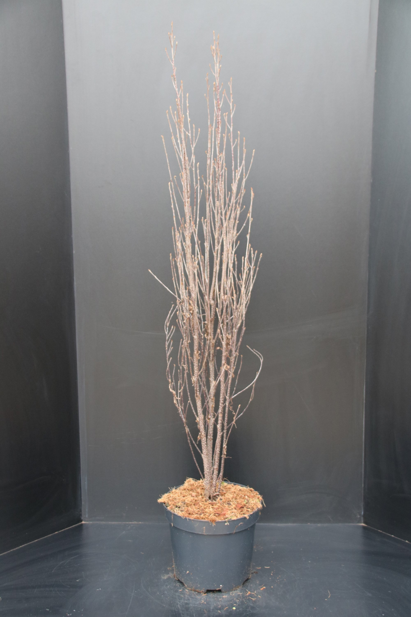 Frangula alnus 'Fine Line', D 29