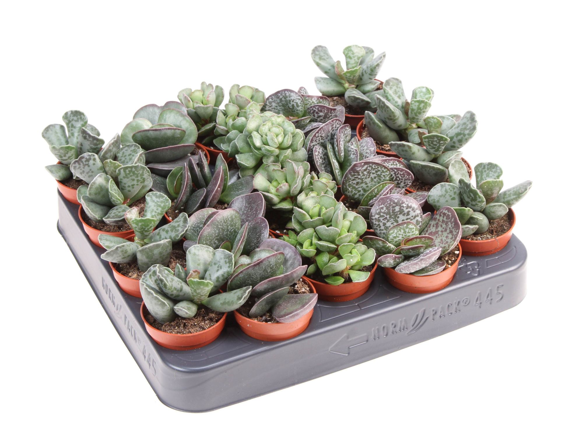 Adromischus mix, D 5,5
