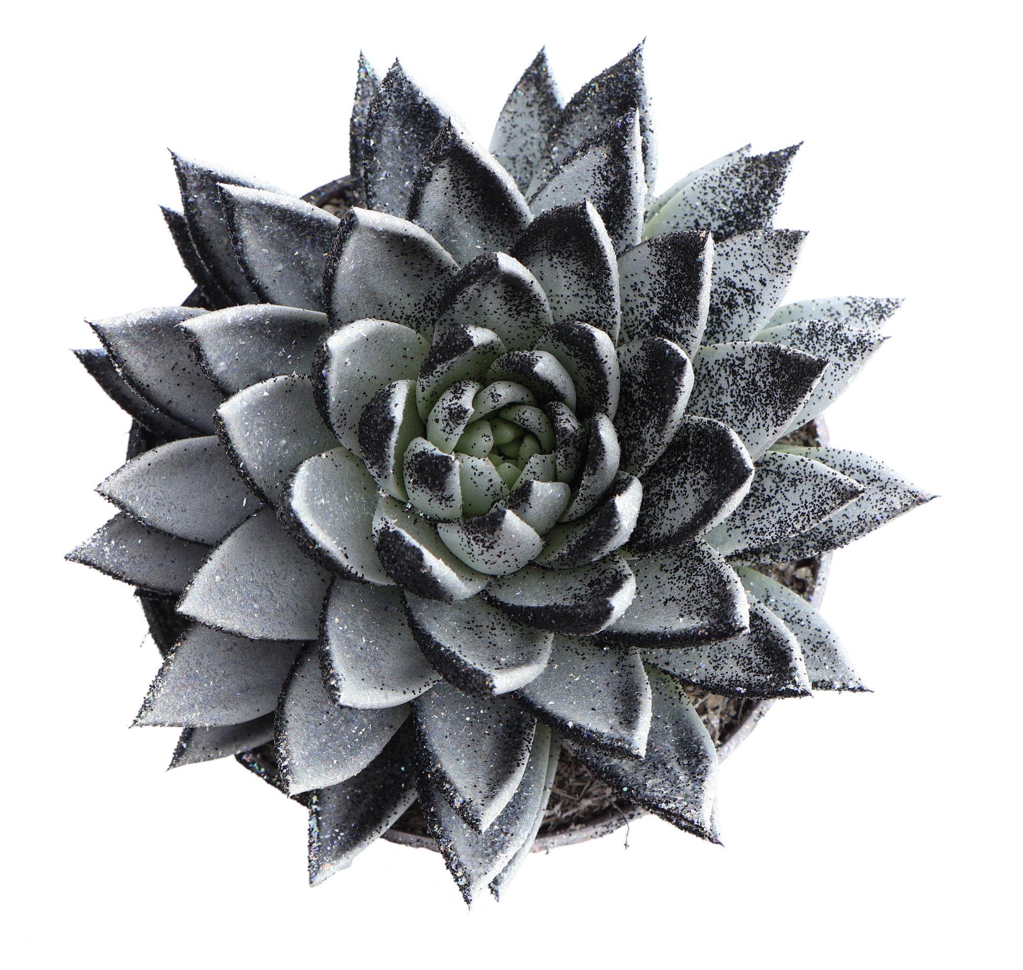 Miranda black&white glitter, D 17