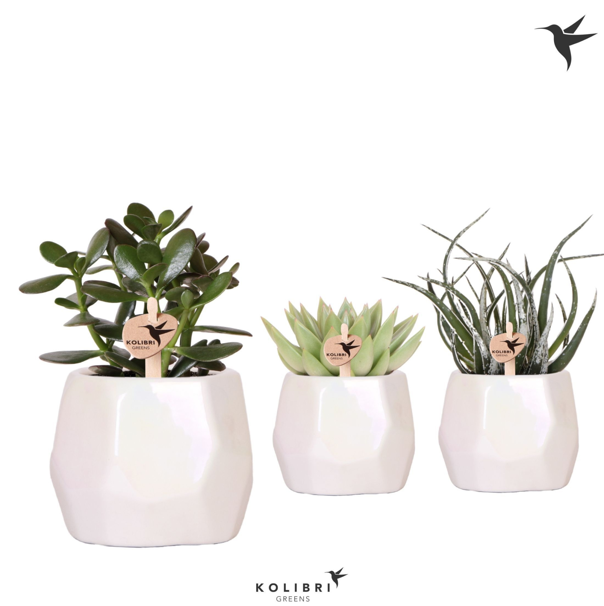 Kolibri Greens Succulenten mix in Pearl pot travertine, D 9