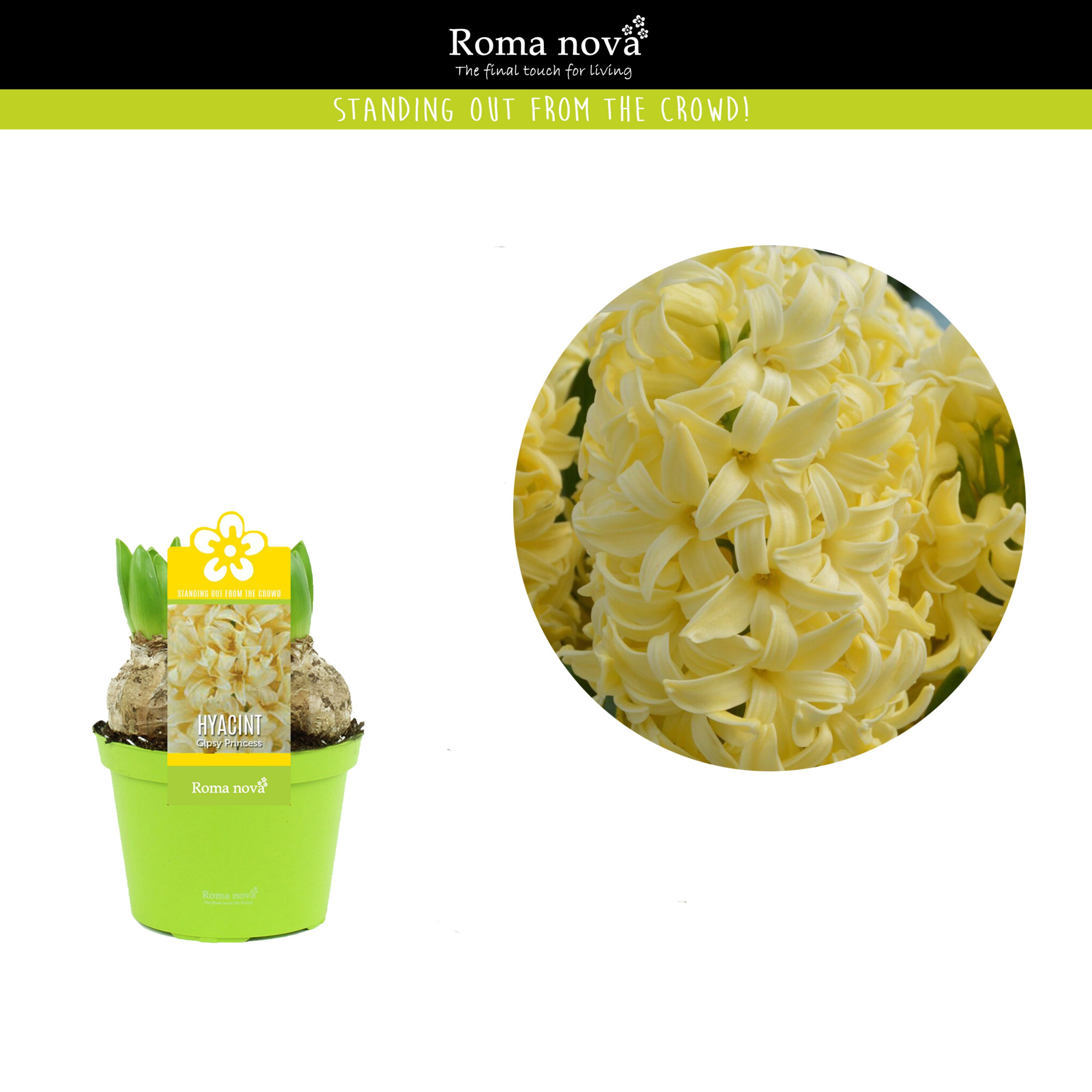 Hyacint Gipsy Princess 12cm, D 12