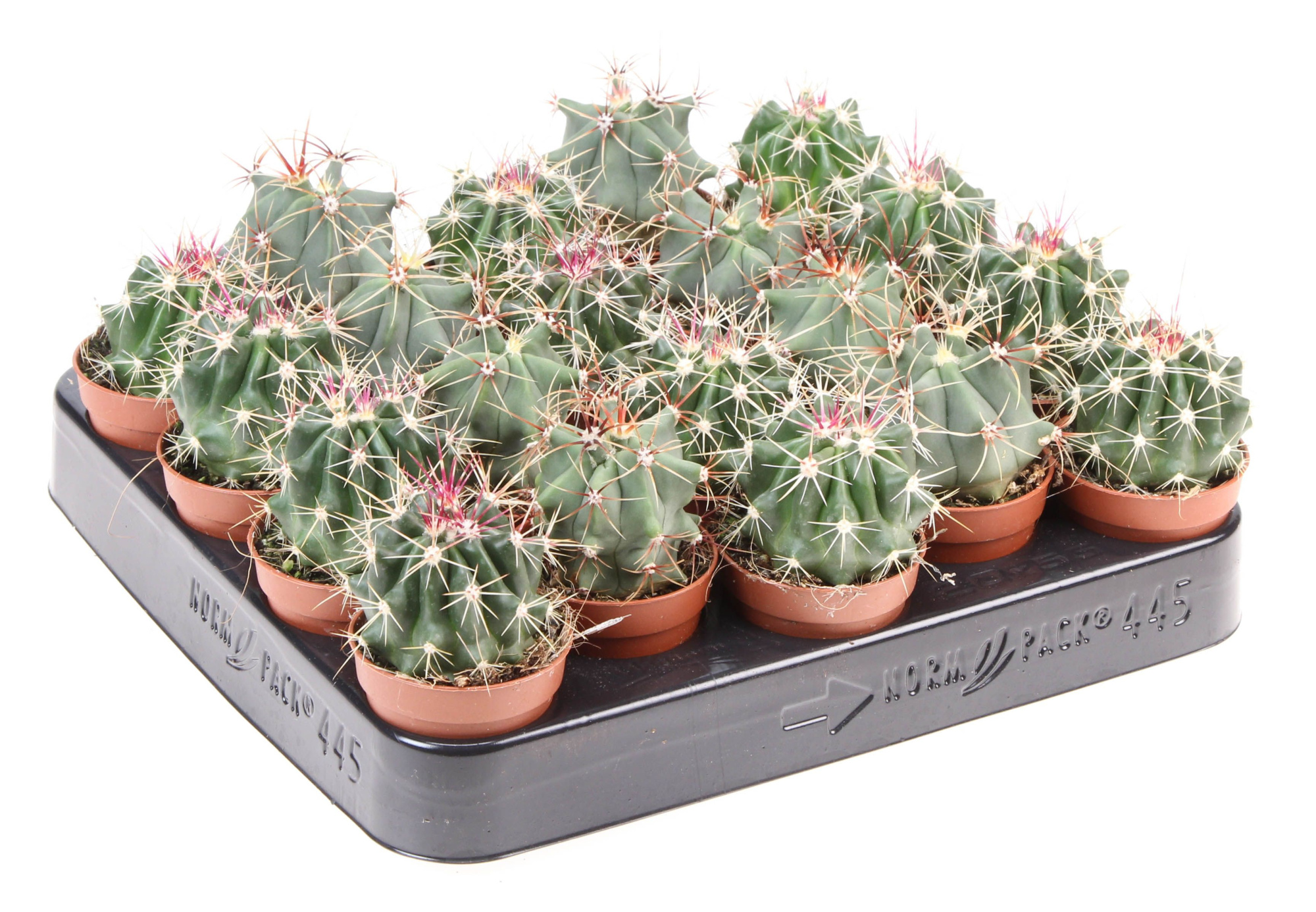 Ferocactus mix, D 5,5