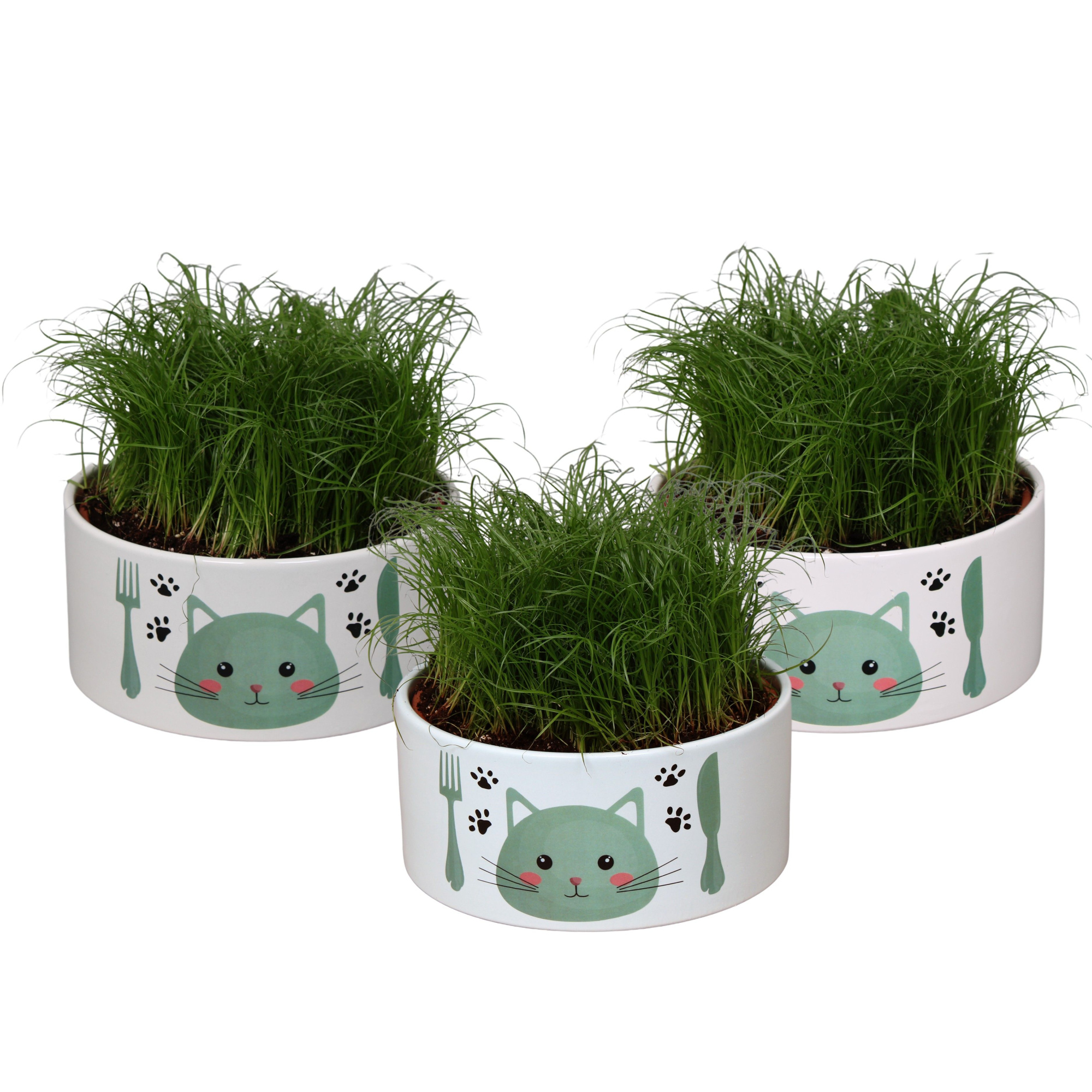 Kattenvoerbak in 3 kleuren met Cyperus alternifolius Zumula, D 16