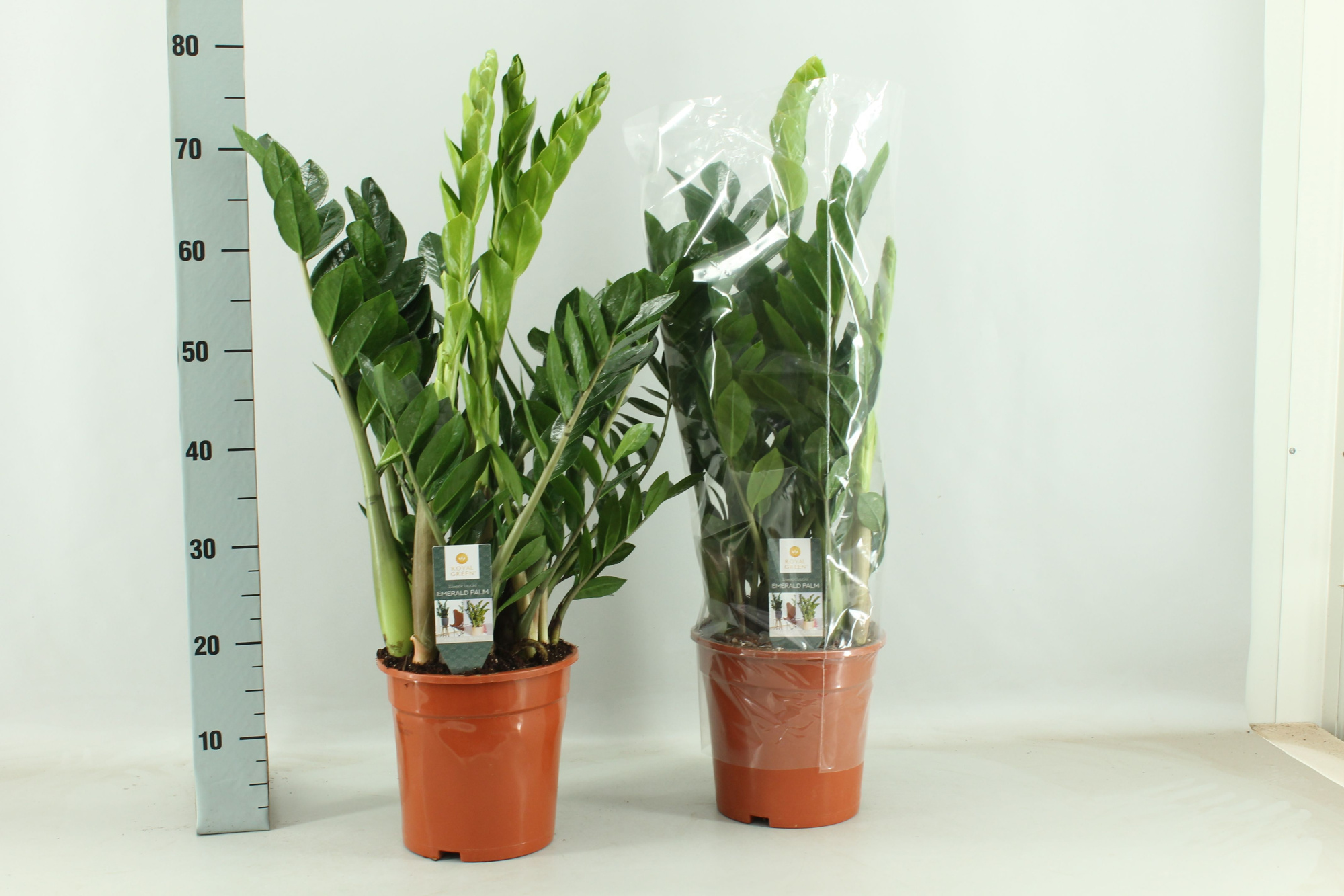 Zamioculcas 21cm, D 21