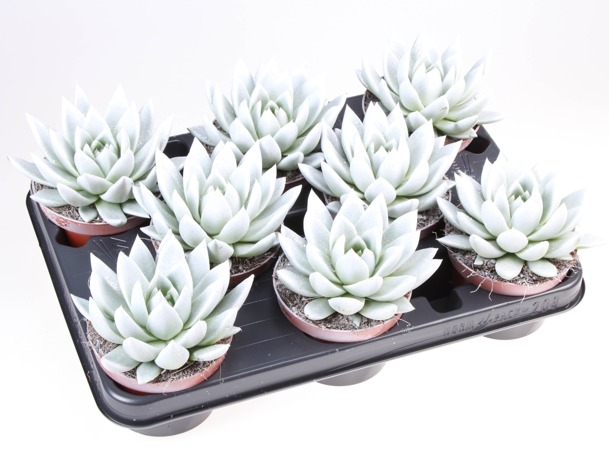 Miranda parelmoer + bio glitter, D 10,5