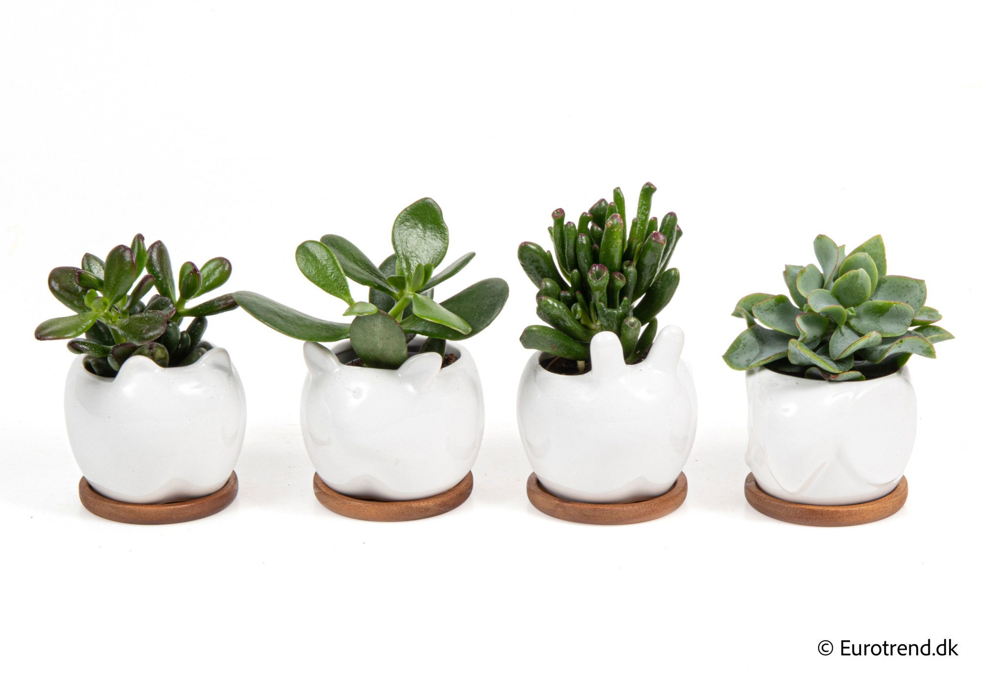 Succulent Mix in New Look ceramic 2026, D 6