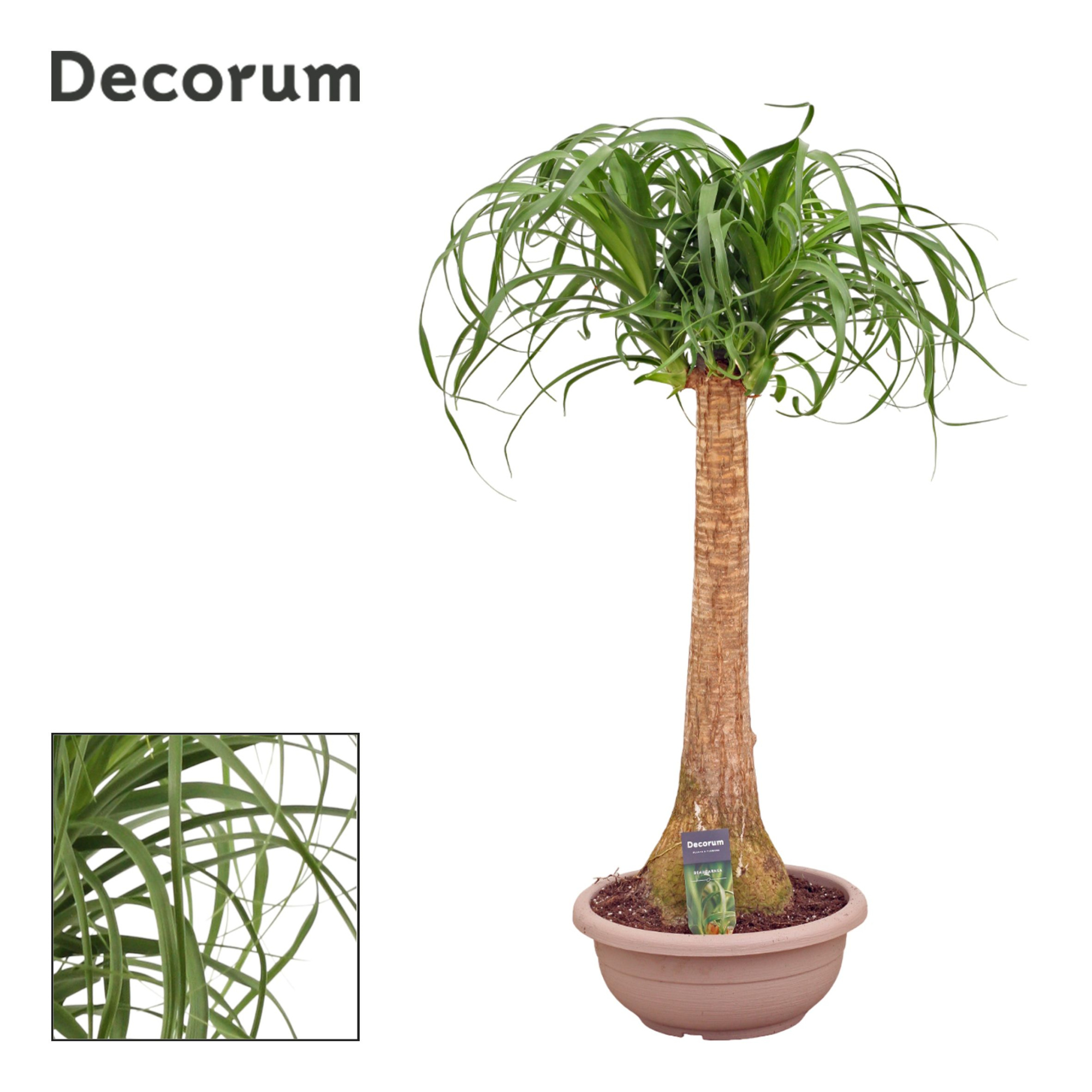 Beaucarnea Recht 30 cm compact in schaal(Decorum), D 30