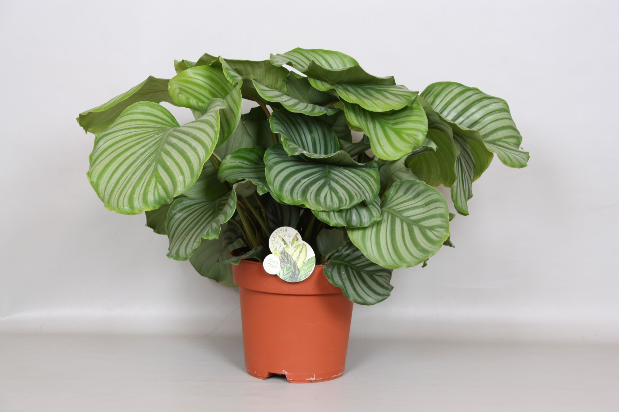 Calathea Orbifolia - Green4life, D 24