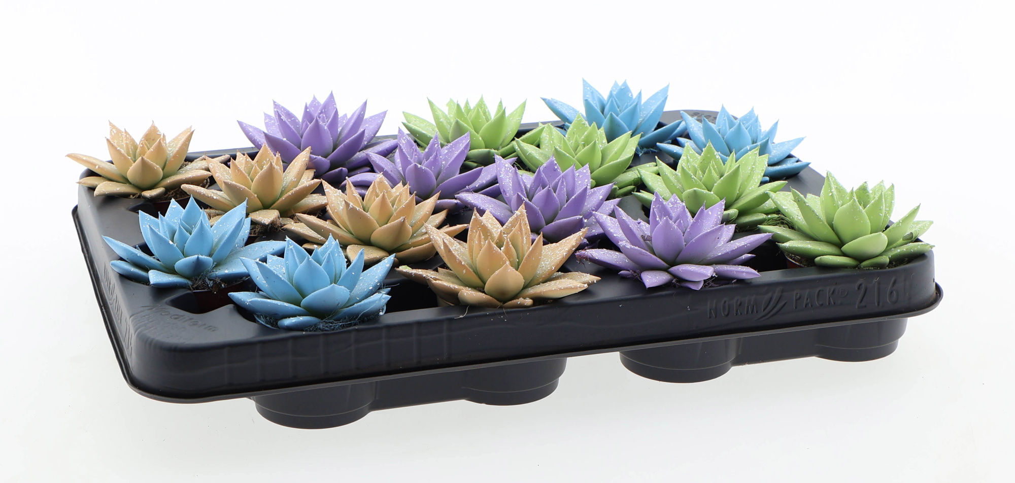 Miranda pastel glitter mix, D 6