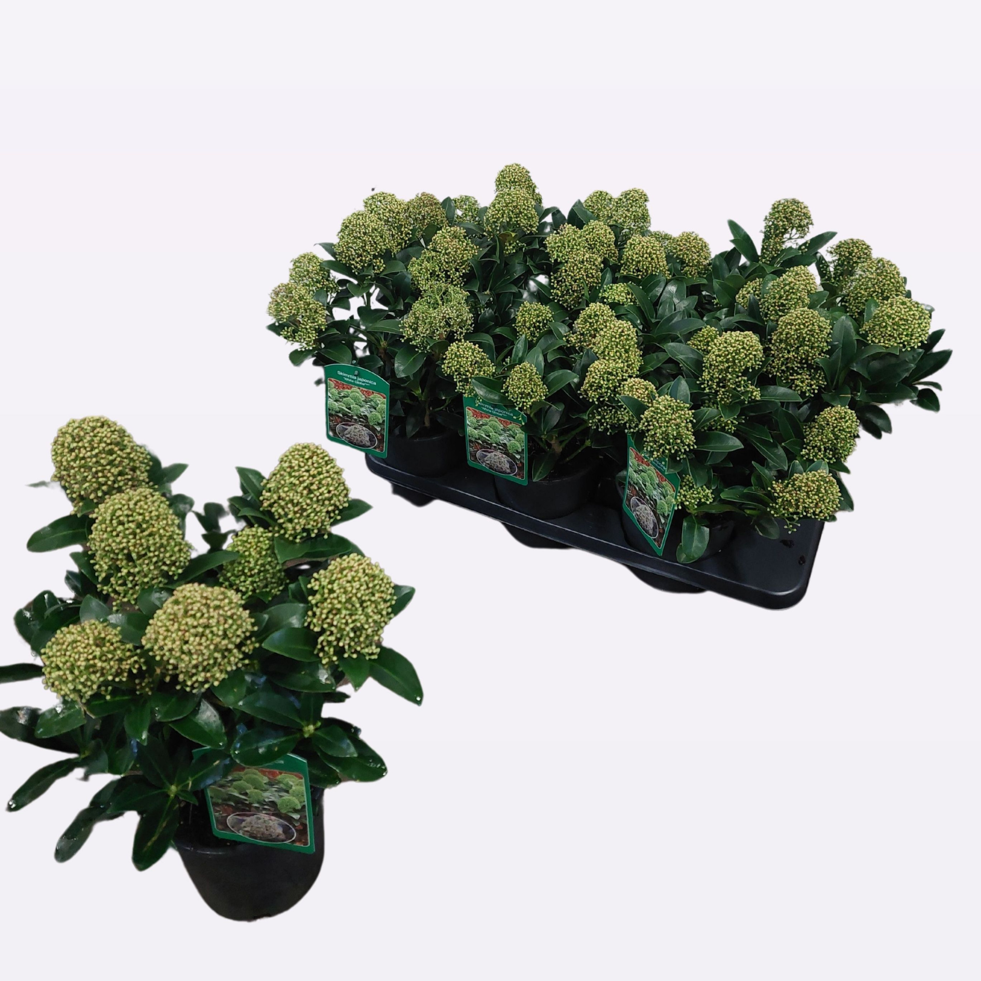 Skimmia japonica 'White Globe®' 06+, D 15