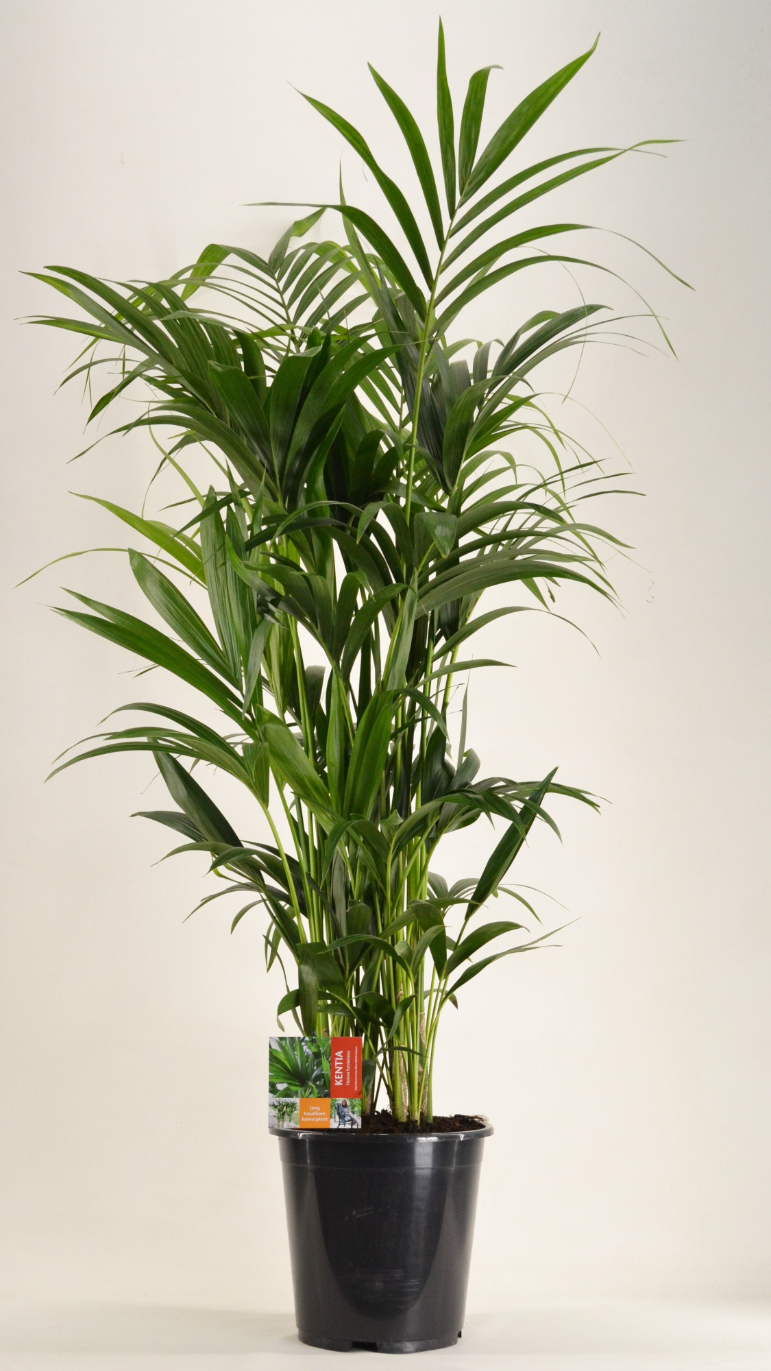 KENTIA - P27 H150 - 12PP (Howea forsteriana), D 27