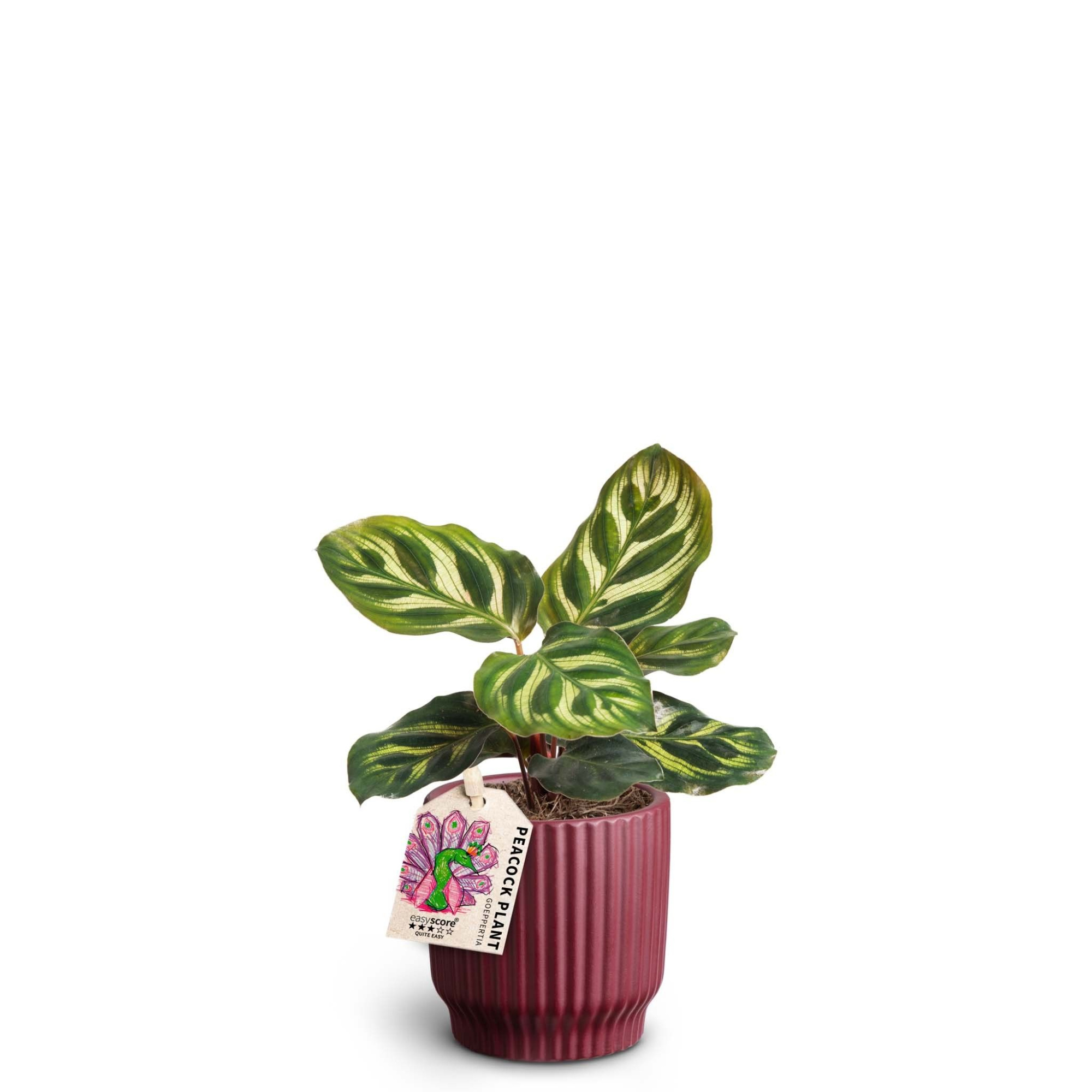 Nordic Aubergine, Calathea makoyana, D 7