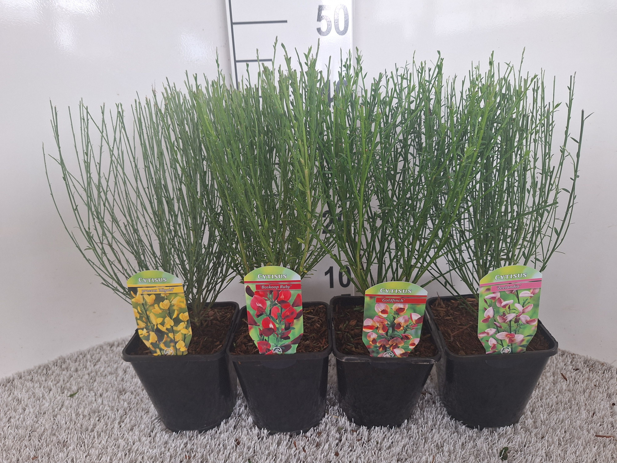Cytisus overig, D 14