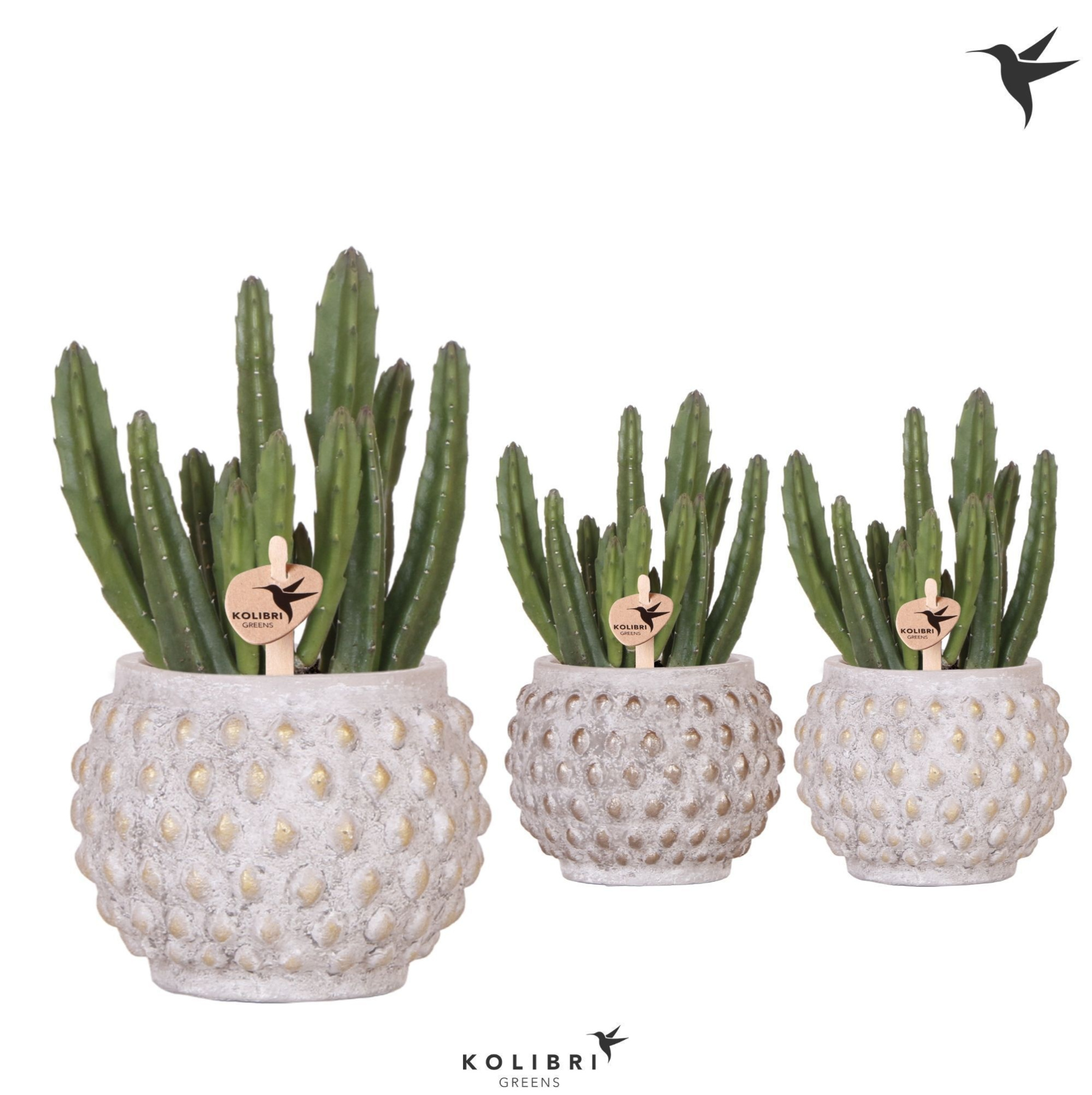 Kolibri Greens Stapelia Leendertziae in Marrakesh pot gold copper mix, D 9