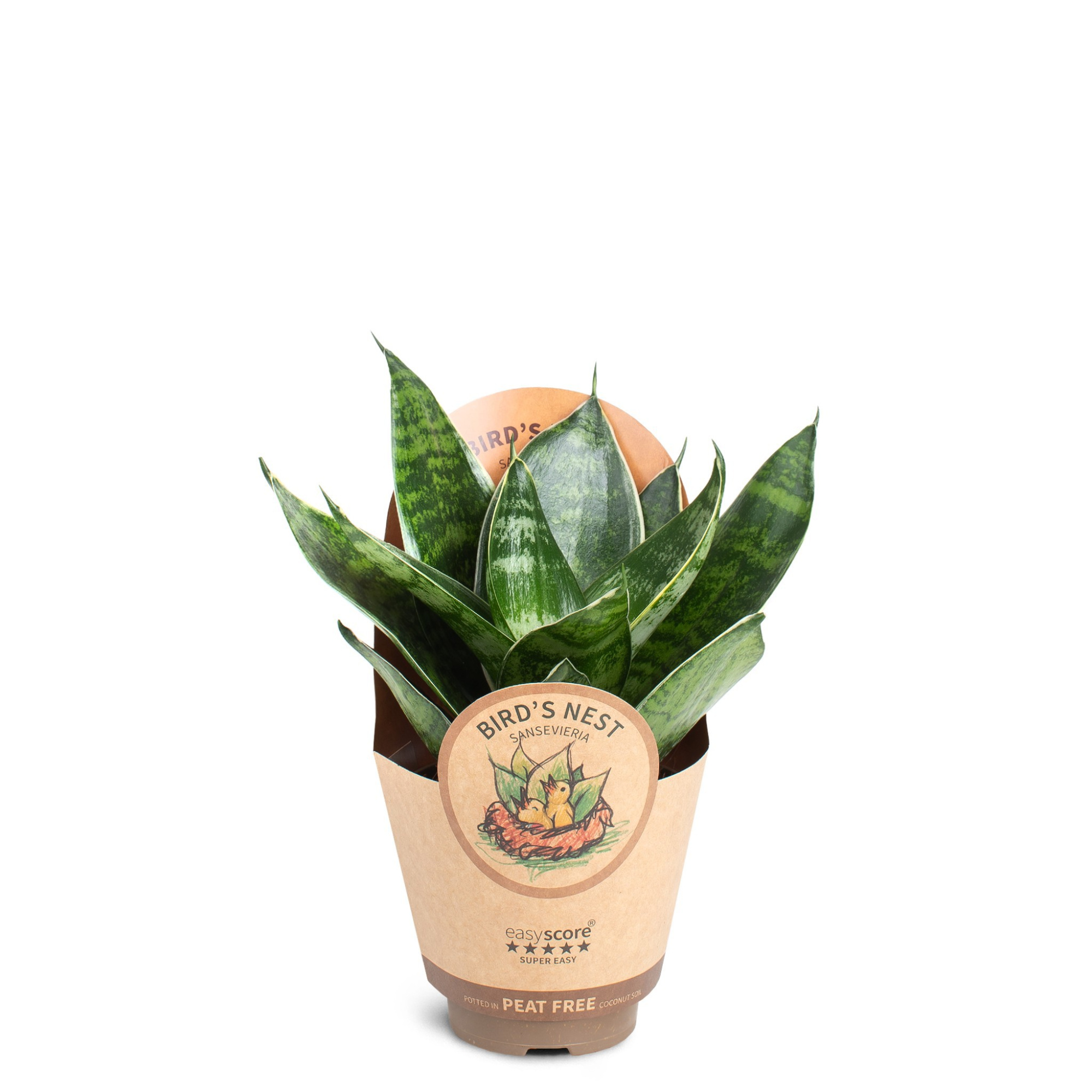 Sansevieria ´Hahnii Green´, D 9